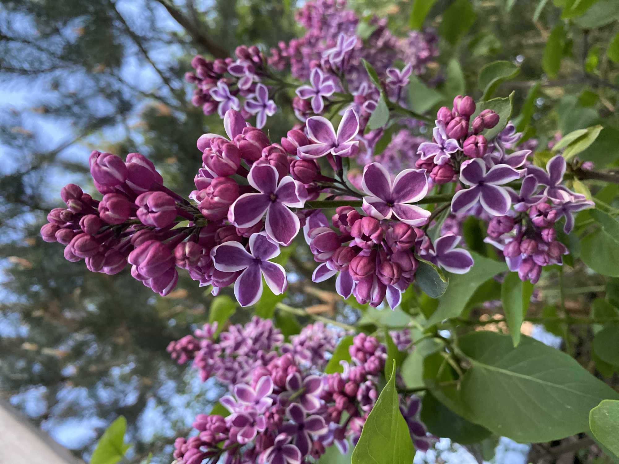 The image shows a close-up of purple and white lilac flowers in bloom. Green leaves are visible among the flowers. The background includes blurred trees and a glimpse of blue sky. The image does not contain any information about location in Moscow, Russia, people, actions, or interactions.