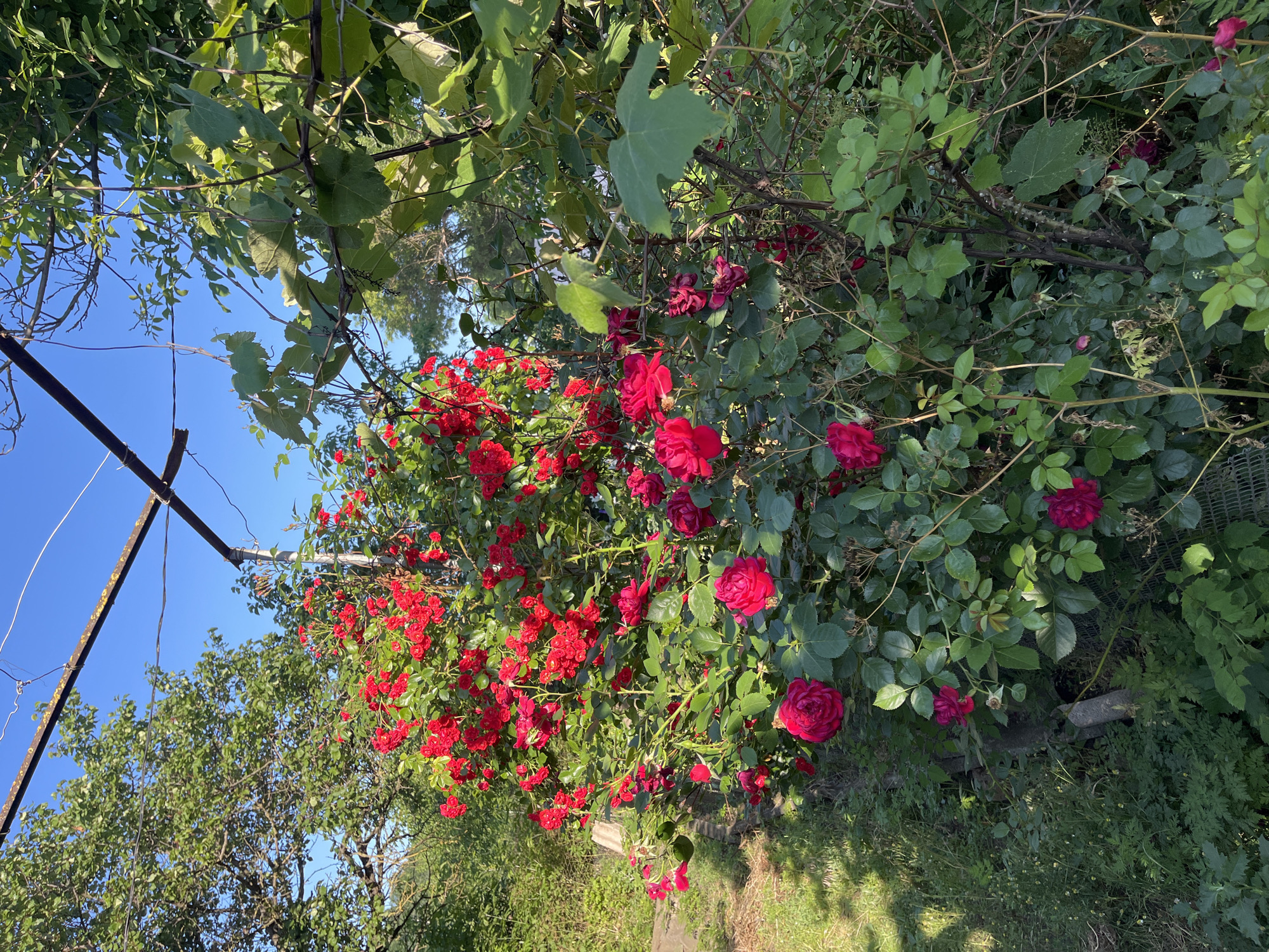 The image depicts a vibrant rose bush in full bloom, featuring numerous red roses and lush green foliage. The bush is positioned outdoors, with a clear blue sky visible above and trees and other vegetation in the background. A metal structure, possibly part of a garden trellis or support, is present in the upper portion of the image, with some wires attached. Sunlight illuminates the scene, casting shadows and highlighting the textures of the petals and leaves. The overall impression is one of a flourishing garden in a natural or semi-natural environment.