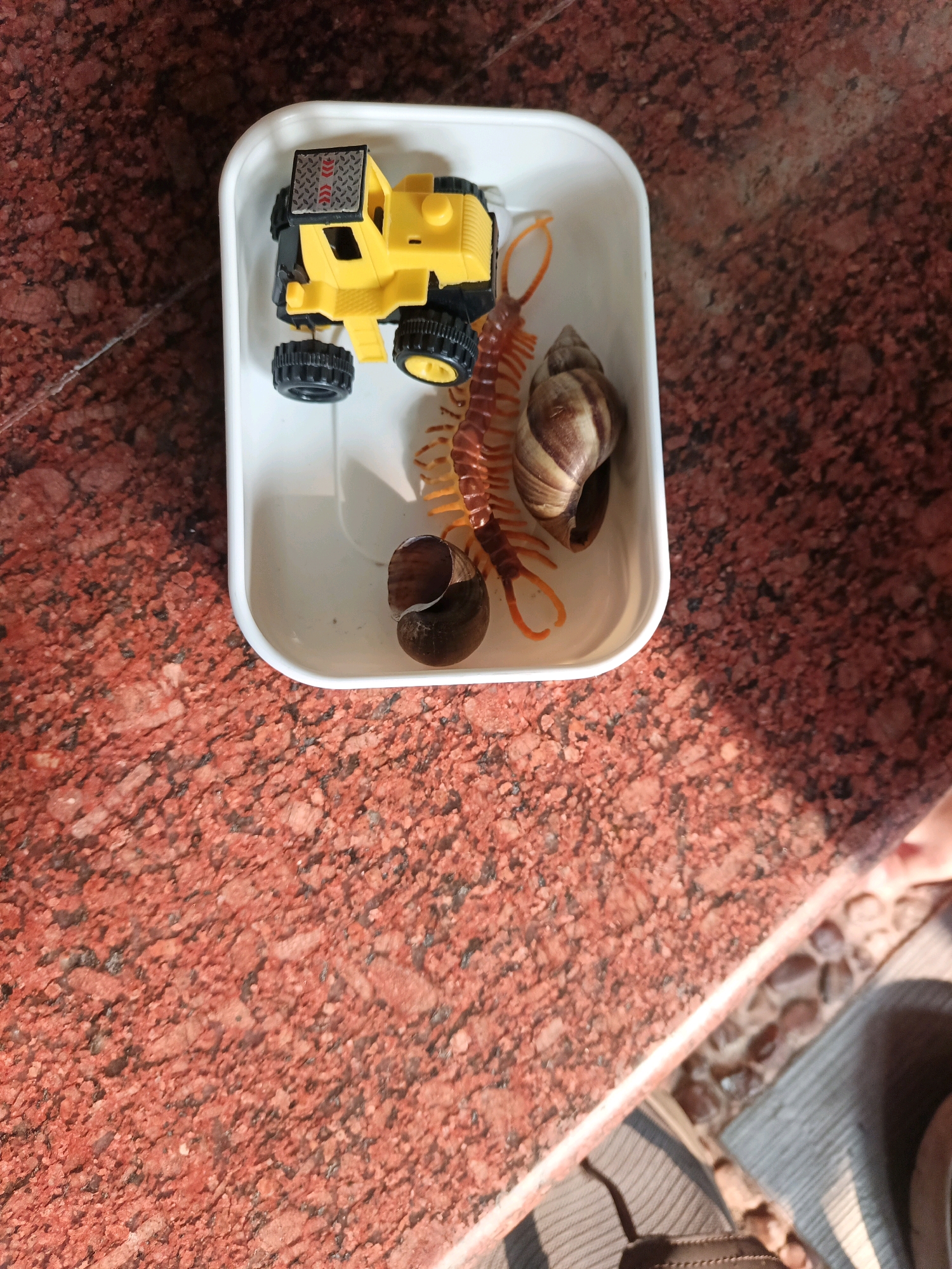 In the city of North Jakarta, Indonesia, on a textured red surface, a white plastic container holds a collection of objects. Inside the container, a yellow toy truck with black wheels and silver accents is positioned on the left. To the right of the truck, a reddish-brown centipede with numerous legs is curled. Adjacent to the centipede are two snail shells. One shell is larger and prominently displayed, while the other is smaller and darker. The scene appears to be outdoors, with sunlight casting shadows.