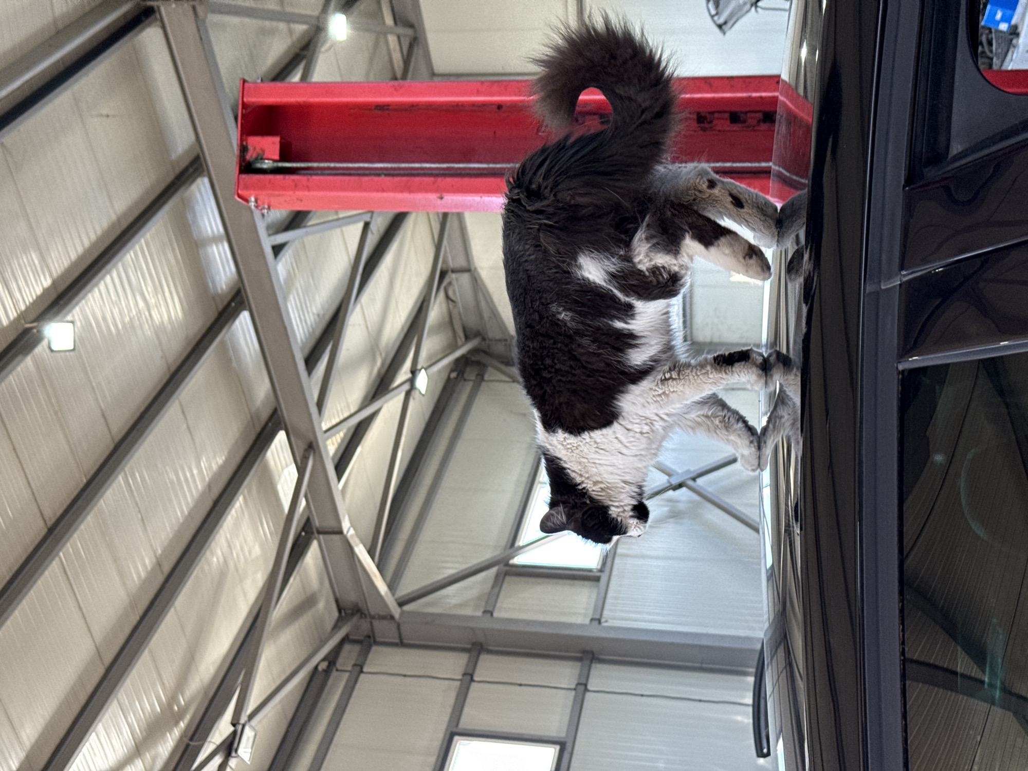 A medium shot shows a black and white cat clinging upside down to the side of a dark-colored car in an industrial setting. The cat is positioned such that its tail curls up above the car, and its paws are extended, gripping the vehicle. A red metal beam runs horizontally behind the cat and the car. The backdrop reveals the interior structure of a large building, characterized by metal beams and a white roof. The scene is well-lit with artificial lighting, casting a clear and bright ambiance. There are no identifiable features to confirm the location as Sofia, Bulgaria.