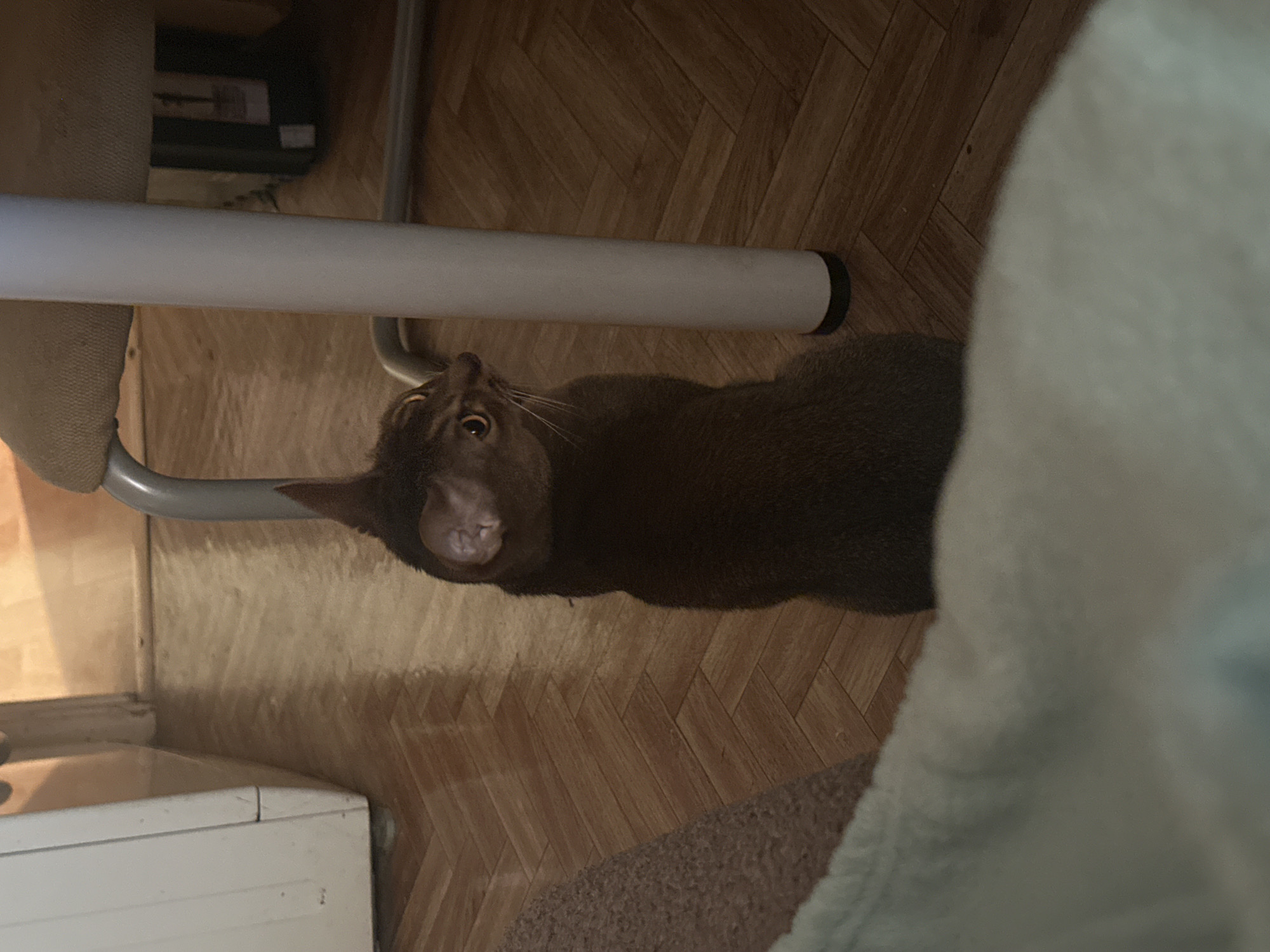 The scene depicts an alert, medium-sized, short-haired brown feline, likely an Abyssinian breed, seated on a light brown herringbone parquet floor in an indoor environment. The cat's back is partially turned from the viewer, with its head sharply rotated to the right, exhibiting wide amber eyes and prominent whiskers. Its ears are perked. In the foreground, a light-colored, textured fabric object, possibly a blanket, is visible on the lower left. To the left background, a portion of a white vertical structure, possibly a cabinet or door frame, is visible. To the right background, a vertical tubular metal leg of a chair or table extends upwards from the floor, with a portion of a light-colored, fabric-upholstered chair seat visible above it. A dark, indistinct object is faintly visible behind the chair leg. The floor shows reflections, indicating a polished surface. The location is in the city of Moscow, Russia.