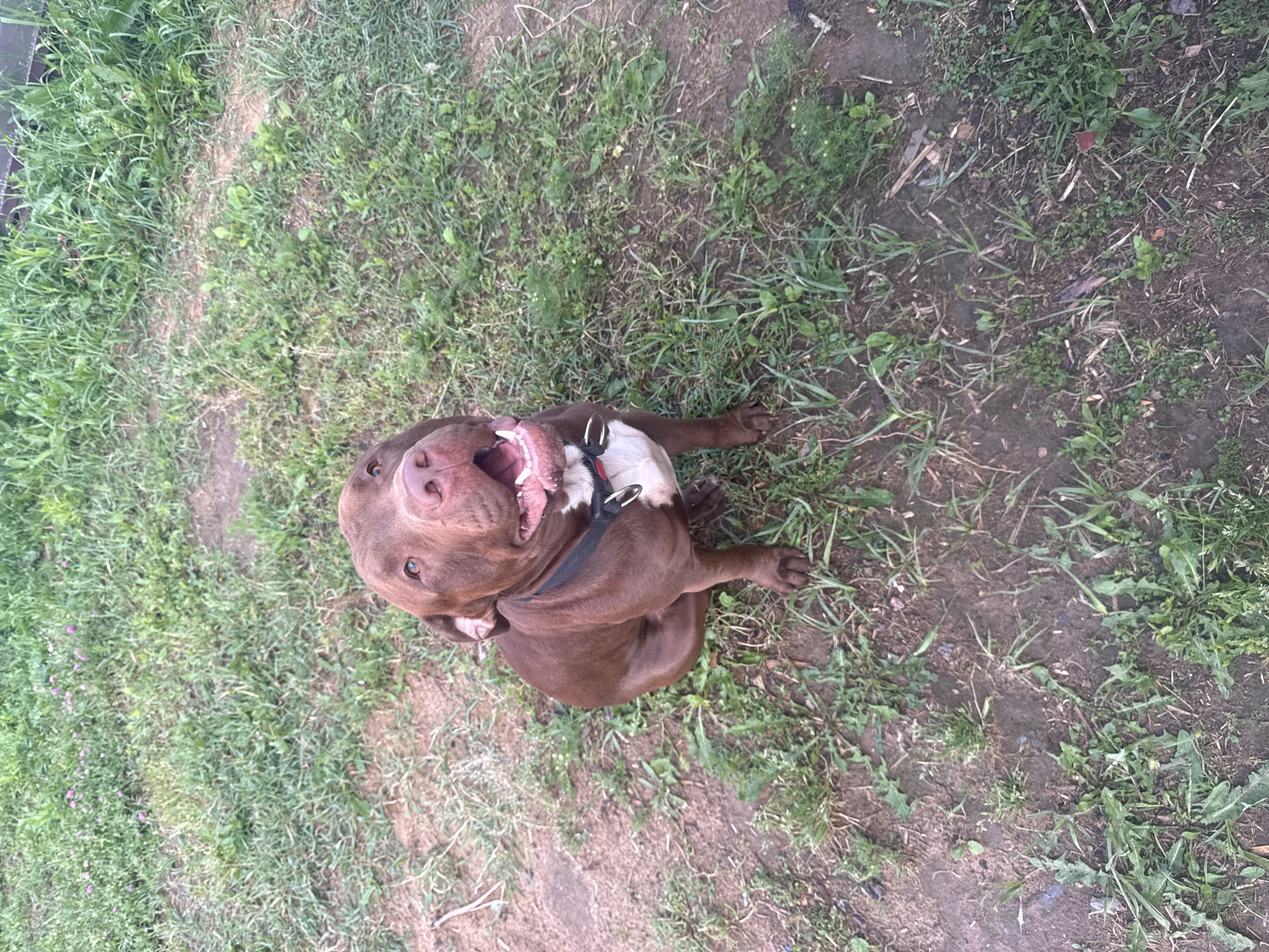 A brown dog with a white chest is sitting on a patch of grass in what appears to be a yard. The dog is looking up and to its right, with its mouth open and tongue visible. The dog is wearing a black collar with a red and white tag. The grass is green and appears to be slightly overgrown in some areas. There are also patches of dirt visible. The background is out of focus, but it appears to be more grass and possibly some bushes or trees. The image is taken from a high angle, looking down at the dog. There is no information about the location of Protasovo, Russia in the image.