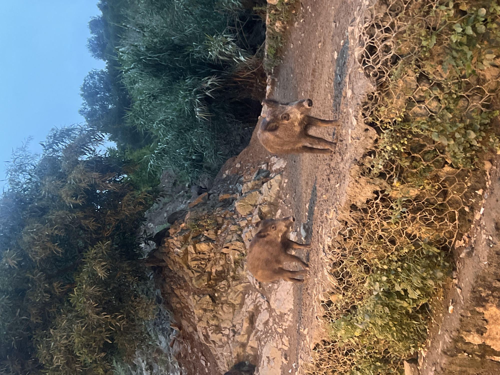 Two wild boars stand on a dirt path along a rocky cliff face. Lush green foliage and trees are visible to the left, and a wire mesh barrier with vegetation is on the right. The sky is a muted blue, suggesting dusk or dawn. The location is the city of M'Diq, Morocco.