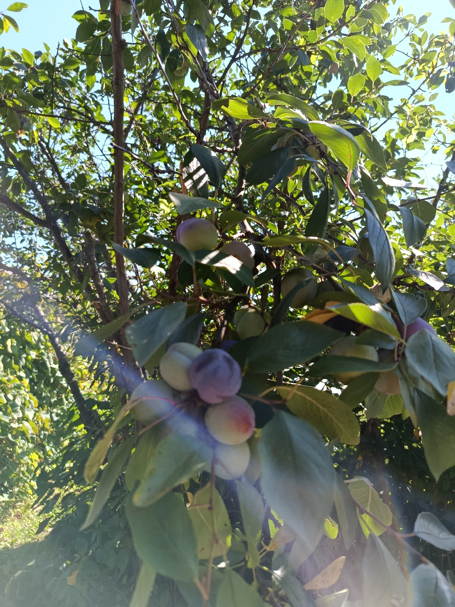 This is a vertical, medium shot photograph taken outdoors in a natural setting. The primary subjects are several plums hanging from the branches of a tree. The plums vary in color, with some appearing green and others a deep purple. They are clustered together on thin branches, surrounded by lush green leaves. The sunlight is filtering through the leaves and branches, creating dappled light and shadows. There are lens flares visible in the image, appearing as streaks of light, suggesting it was taken on a bright, sunny day. The background is a mix of more foliage and a bright blue sky, indicating it's daytime with clear weather. The overall scene conveys a sense of nature and the harvest season. There is no visible text in the image. The location context suggests this scene is from Vereya, Russia.