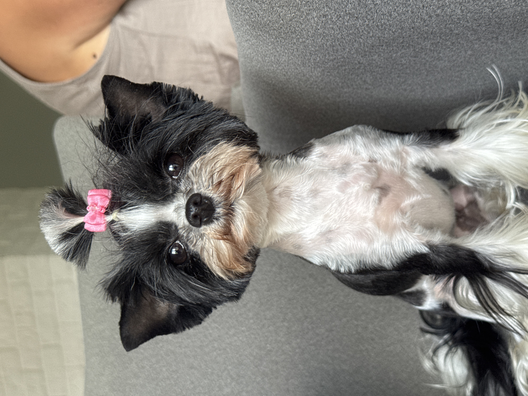 An adult, small, black and white dog with its fur styled into a topknot secured with a pink bow, sits on a gray upholstered sofa. The dog has dark brown eyes, a black nose, and its ears are perked up. The background shows a lightly textured off-white wall, possibly brick, to the left, and a person's shoulder and upper arm wearing a light beige top to the right. The dog is facing forward, and its tail is visible on the lower left of the frame. The scene is indoors, with the lighting suggesting daylight. There is no information in the image to determine a location in Carnikava, Latvia.
