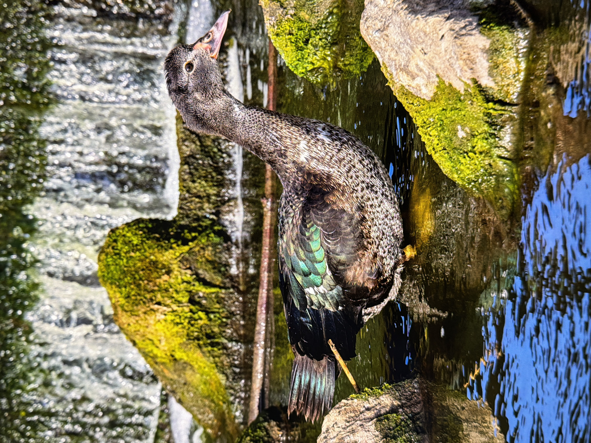 The image shows a duck swimming in a shallow body of water, with moss-covered rocks and a waterfall in the background. The duck is facing to the right, with its head turned slightly towards the viewer. Its feathers are a mix of brown, black, and iridescent green. The water is clear and reflects the surrounding environment. The overall scene is natural and serene. No specific location in Kyiv, Ukraine, can be identified from the image.