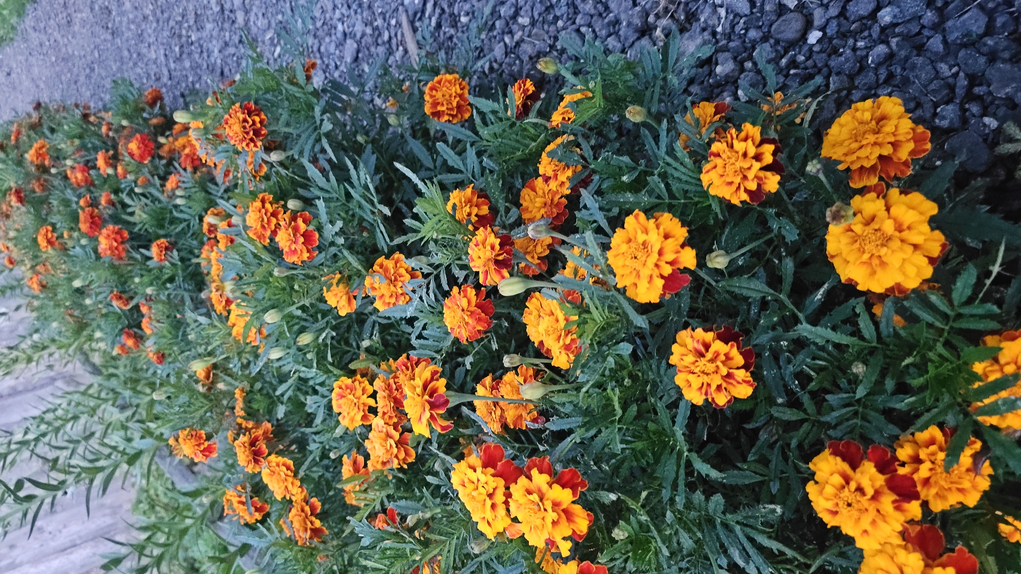 The image depicts a dense bed of vibrant orange and yellow marigolds bordering a gravel path on the left side of the frame. The flowers, in various stages of bloom, fill the foreground and extend into the middle ground. The foliage is a lush, deep green, with feathery leaves. The gravel path consists of small, dark gray stones. In the upper left corner, a weathered wooden fence is partially visible, suggesting a garden or yard setting. No people are present in the scene. The lighting suggests it is daytime, possibly overcast, with soft shadows. The overall impression is one of a cultivated floral display in a rural or suburban environment.