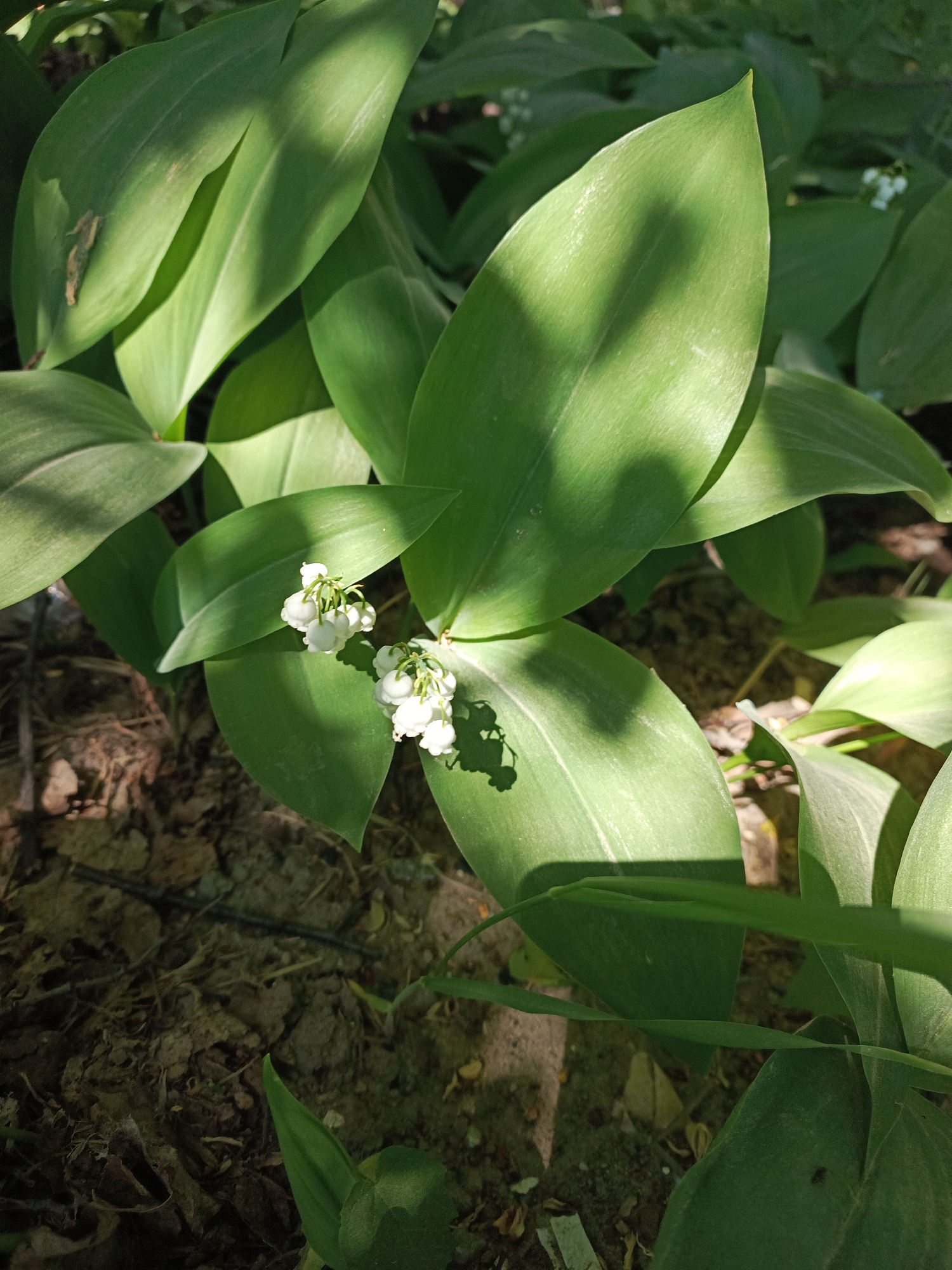 The image shows a patch of lily of the valley plants growing in a shaded area. The plants have broad, green leaves and small, white bell-shaped flowers. The ground is covered in soil and leaf litter. The location is likely in the city of Chaikovsky, Russia.