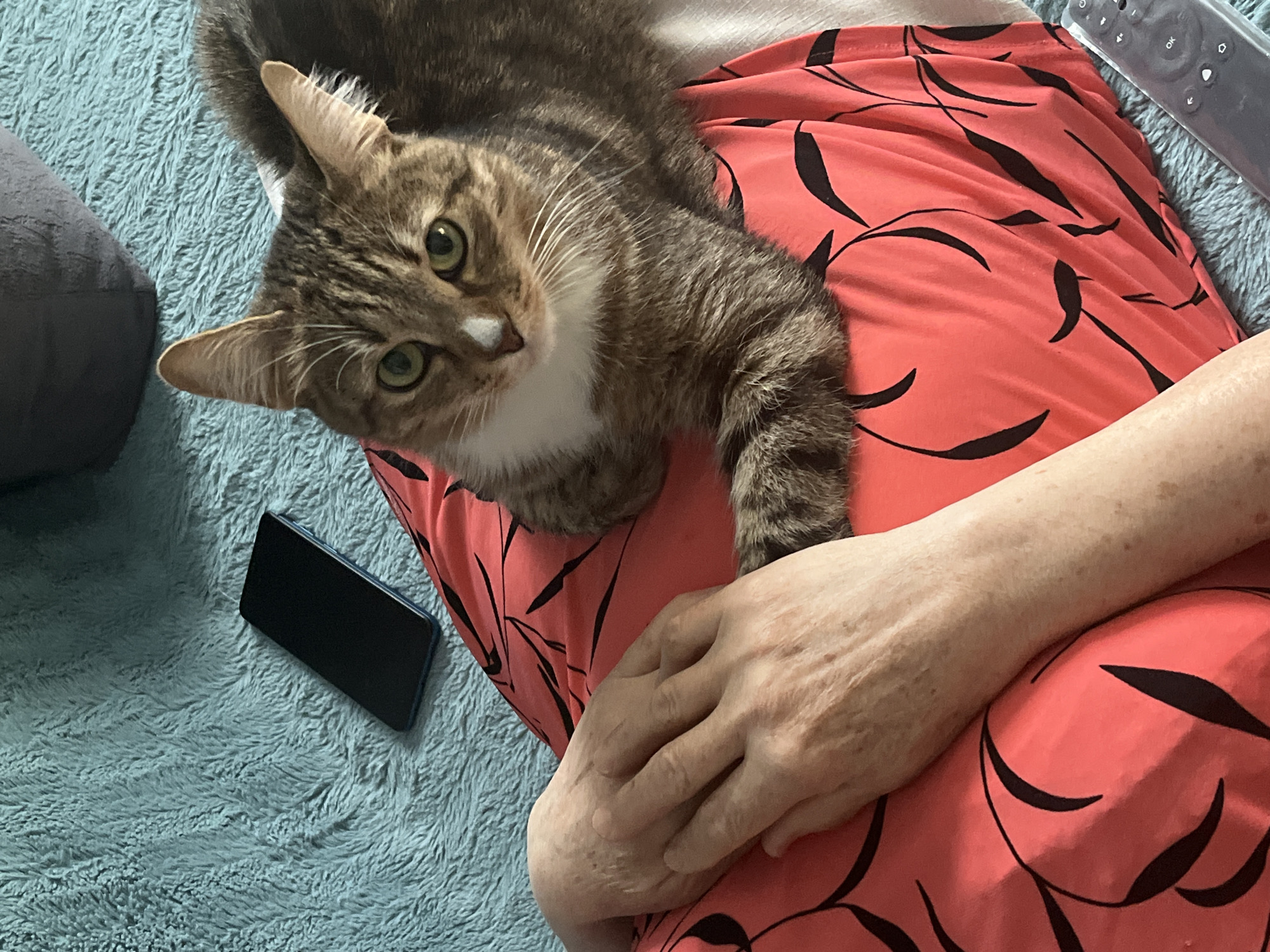 A tabby cat with green eyes and a white chest is lying on the lap of a person wearing a coral-colored dress with a black leaf pattern. The person's hand rests on their lap near the cat. A black smartphone lies on a blue shag rug beside the person. A gray pillow is visible in the background. The image does not provide sufficient information to ascertain the location is Izhevsk, Russia.