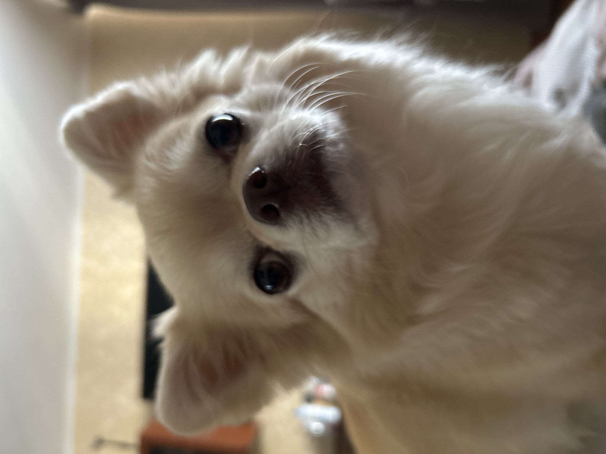 A close-up, slightly out-of-focus, medium shot of a light-colored long-haired chihuahua dog. The dog is facing forward and slightly up, with its head tilted. Its eyes are dark and round, and its nose is a dark brown. The dog's fur is fluffy and appears to be light cream or beige in color. The background is blurred and suggests an indoor setting with a light-colored wall and some indistinct objects. The image appears to have been taken in a home environment in the city of Moskovskiy, Russia.