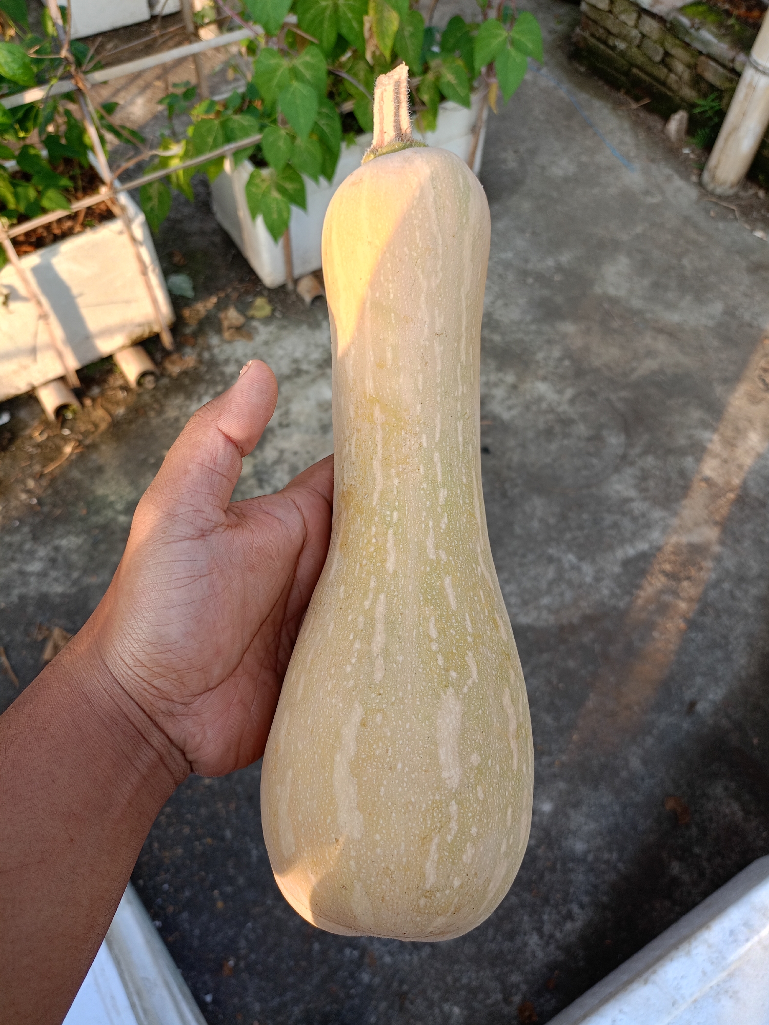 A hand holds a pale yellow butternut squash vertically. The squash is elongated with a bulbous bottom and a narrower, tapered neck topped with a stubby stem. The skin has faint vertical streaks and speckles. The hand holding the squash is visible from the wrist to the thumb, with tanned skin and visible creases. The background appears to be an outdoor setting, possibly a rooftop or patio, with a rough concrete surface. In the background, there are white planters with green leafy plants, some bamboo poles, and a brick wall. The scene is lit by natural sunlight, casting shadows on the concrete. The image appears to have been taken in the city of Batu, Indonesia.