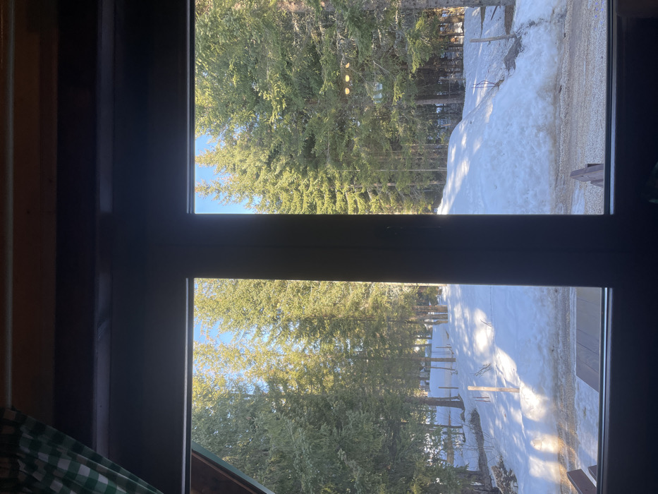 The scene depicts a snowy coniferous forest landscape in Palež, Montenegro, viewed from indoors through a dark-framed, multi-pane window. A green and white checkered curtain is partially visible on the upper left, within the window's interior frame. Beyond the window, the ground is covered in deep, undulating snow, brightly illuminated by direct sunlight that casts prominent shadows. A dense forest of tall, green coniferous trees (primarily spruces or firs) dominates the background and middle ground, extending towards a clear blue sky visible between the treetops. Scattered wooden posts or stakes protrude vertically from the snow in the middle ground. In the immediate foreground outside the window, a gravel or dirt path is partially visible, with remnants of snow and portions of wooden outdoor furniture, likely benches or tables, present on its surface. No individuals or animals are visible, and no dynamic actions are depicted.