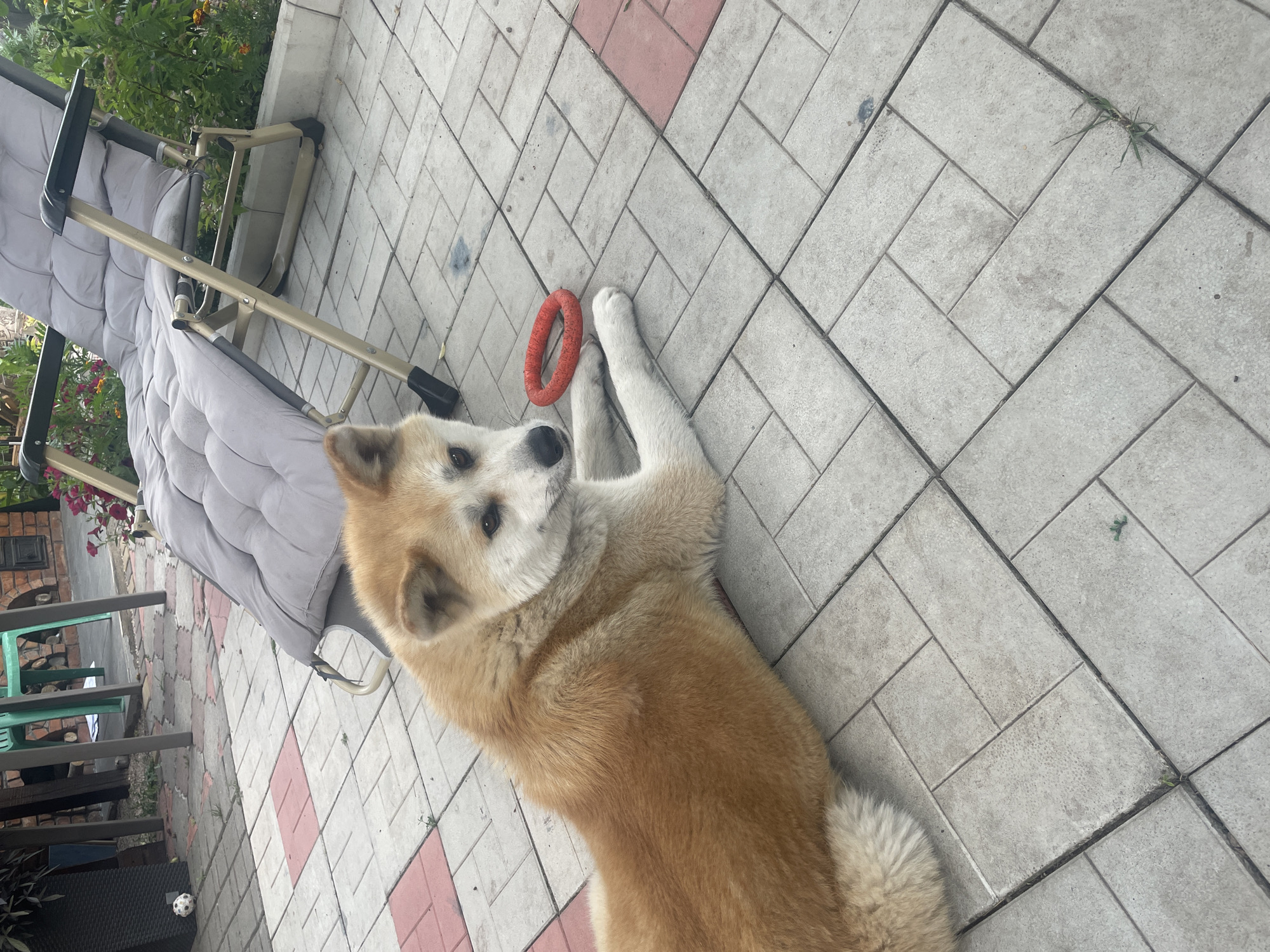 A light-brown and white dog with thick fur lies on a paved patio. The dog is positioned diagonally across the frame, with its head facing towards the right and its body extending towards the left. A red ring-shaped toy is situated near the dog's front paws. In the background, a grey reclining chair with a padded cushion is visible, along with some greenery and a brick structure. The patio is made of rectangular concrete pavers, some of which have red accents. This scene is located in the city of Kobeliaky, Ukraine.