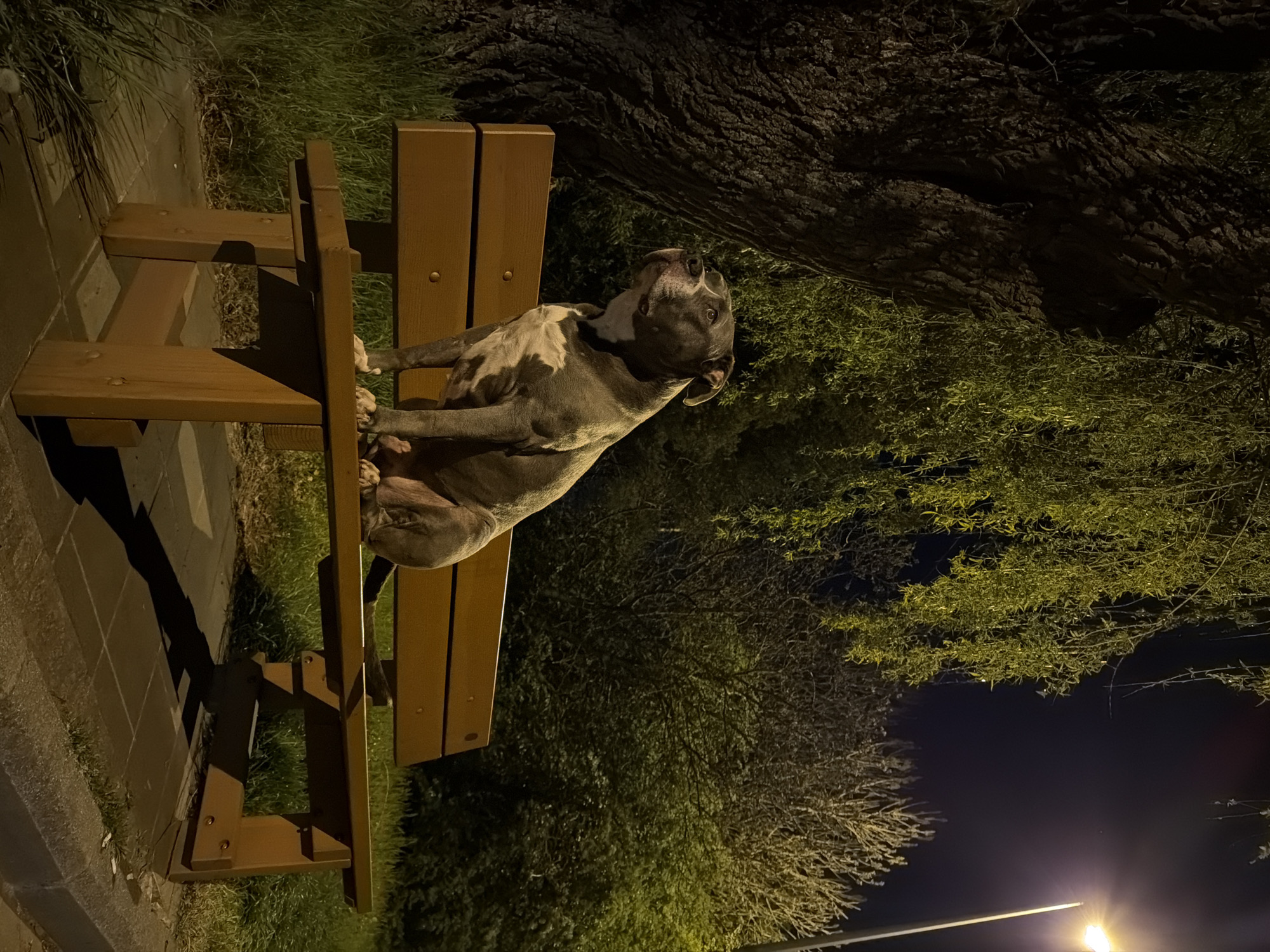 A gray and white pitbull-type dog lies on a light brown wooden park bench in Esch-sur-Alzette, Luxembourg. The dog is mostly gray with white markings on its chest and neck. It is lying on its side on the bench, with its head tilted back looking upward. The bench is located near a tree, with green foliage in the background. A paved walkway is visible to the left of the bench, and a streetlight illuminates the scene from below. The environment suggests it is night.