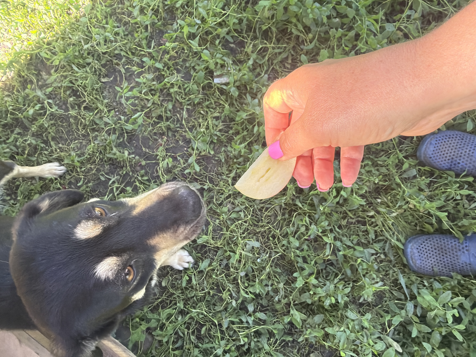 The image depicts an outdoor scene, likely in Leningradskaya, Russia, though this is assumed as it was provided in the prompt. The location appears to be a grassy area with small green plants covering the ground. A black and tan dog is looking up at a person's hand holding a slice of what appears to be an apple. The person's hand has pink nail polish on the fingernails. The person is wearing dark blue rubber shoes. The scene suggests an interaction between a person and a dog, with the person possibly offering the dog a piece of fruit.
