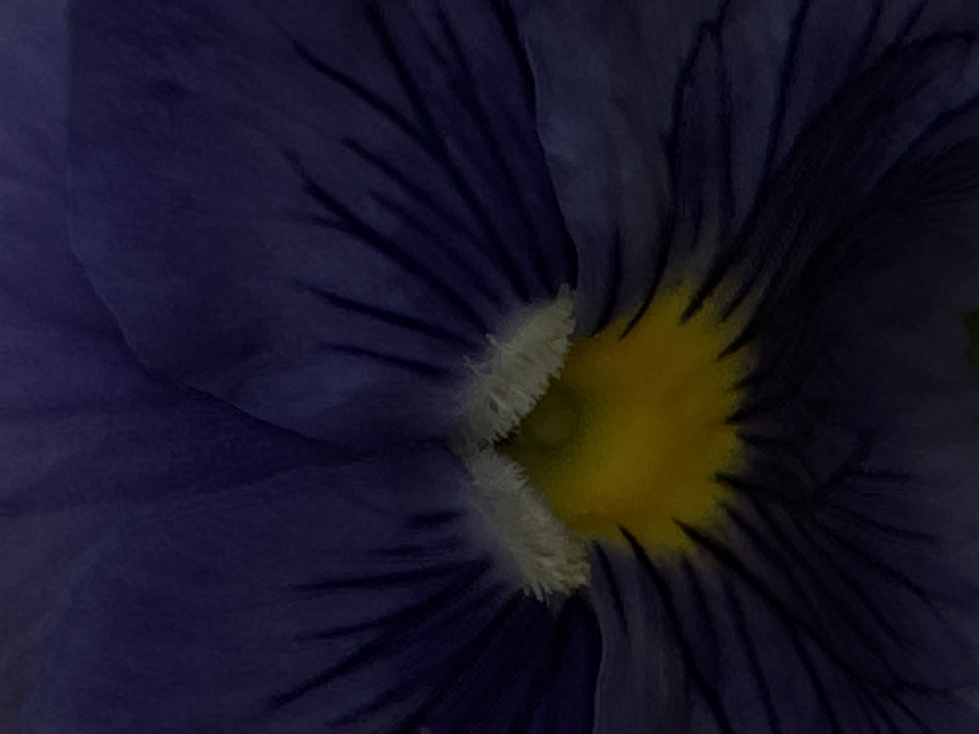 This media file is a close-up, macro photograph of a dark blue pansy flower. The focus is on the center of the flower, revealing its yellow stamen and fuzzy, white pistil. The deep blue petals are textured and show dark veins radiating outwards. The lighting appears to be soft and diffused, typical of natural daylight, though no specific time of day or weather conditions can be inferred. The image is an abstract study of the flower's form and color, with no context of setting or location beyond the general knowledge that pansies can be found in Moscow, Russia, where this photo may have been taken. There is no visible text in the image. The overall impression is one of intricate natural detail and deep, rich color.