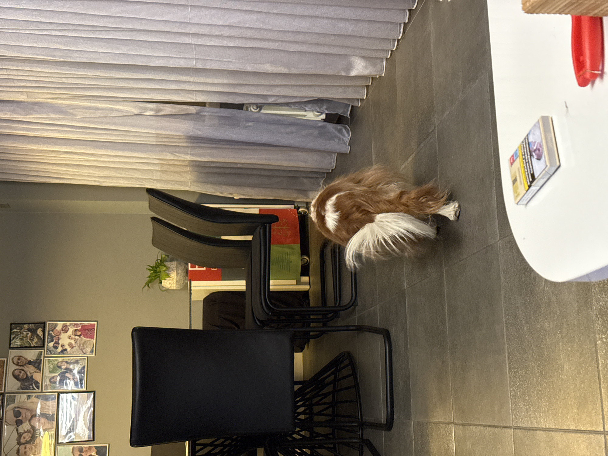 The image captures an indoor scene, likely a dining area or common room, in Sofia, Bulgaria. A small, fluffy dog, brown and white with a distinctive bushy tail, is seen from behind with its head lowered, appearing to sniff the dark grey tiled floor.
To the left, a light grey wall is adorned with a collection of framed photographs of various people, arranged in a casual grouping. Several black chairs with slender metal frames are prominent in the mid-ground, suggesting a seating area. One chair faces the viewer, while others are positioned further back, some appearing to be stacked or close together. Behind the chairs, a light-colored fabric blind, possibly a Roman shade, covers a window or wall, displaying horizontal folds.
On the right side of the frame, a white table or counter surface is visible. A pack of cigarettes, identified as "PHILIP MORRIS RED VIRGINIA BLEND" with visible health warnings, rests on the table. Above the table, a wooden shelf and a red object are partially visible. A small potted plant with green leaves adds a touch of greenery to the background, near the chairs. The room is evenly lit by interior lighting, creating a calm and domestic atmosphere.