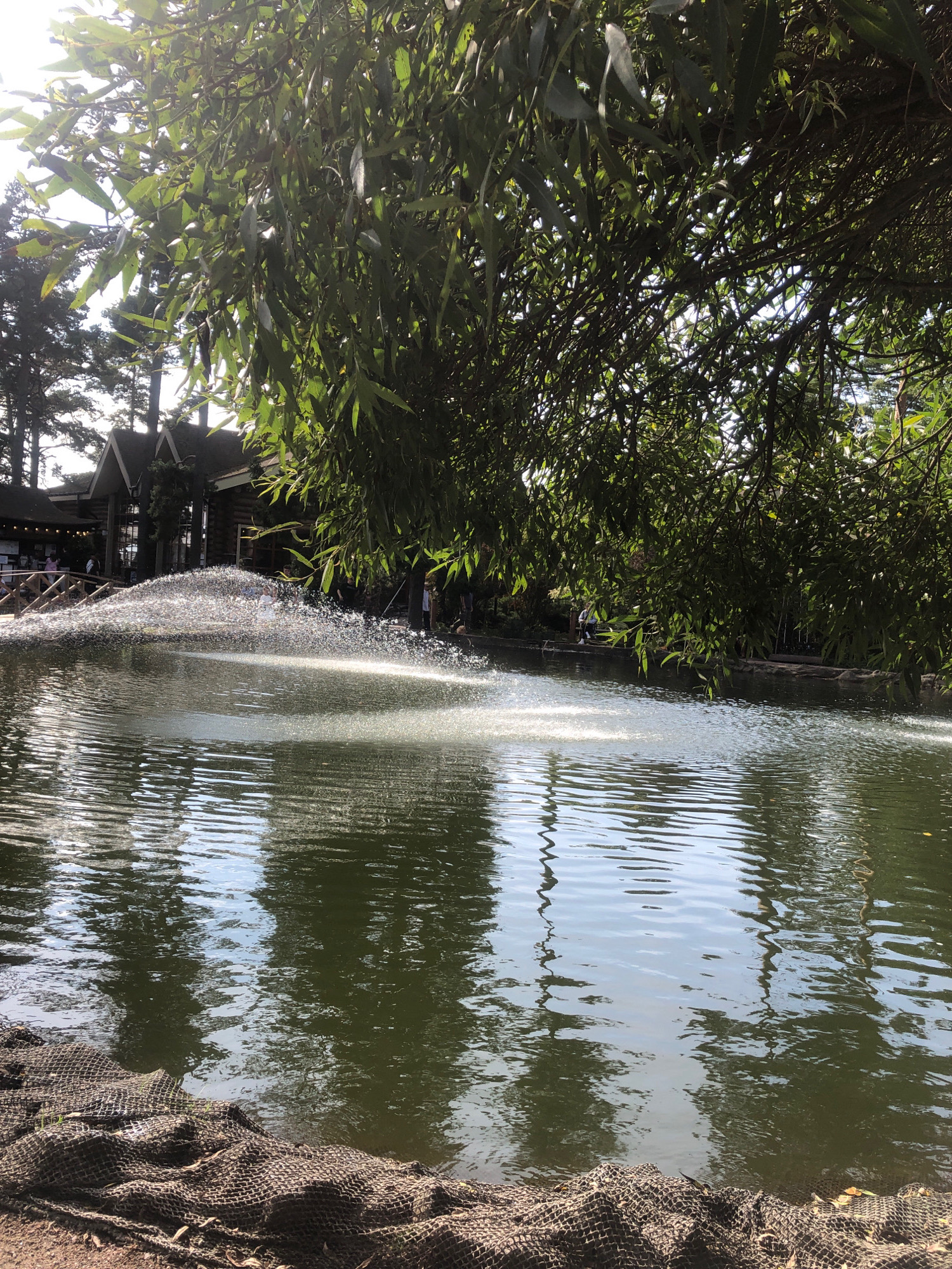 The image depicts a tranquil pond with a fountain spraying water in the center. The pond is surrounded by lush green trees, with branches arching over the water, creating a shaded canopy. In the background, a rustic wooden building, possibly a cafe or visitor center, is visible. Several people are scattered around the pond, some walking along the edge, while others are seated on benches. The overall atmosphere is peaceful and idyllic, suggesting a public park or recreational area. The location is identified as Komarovo, Russia, a coastal settlement known for its natural beauty.