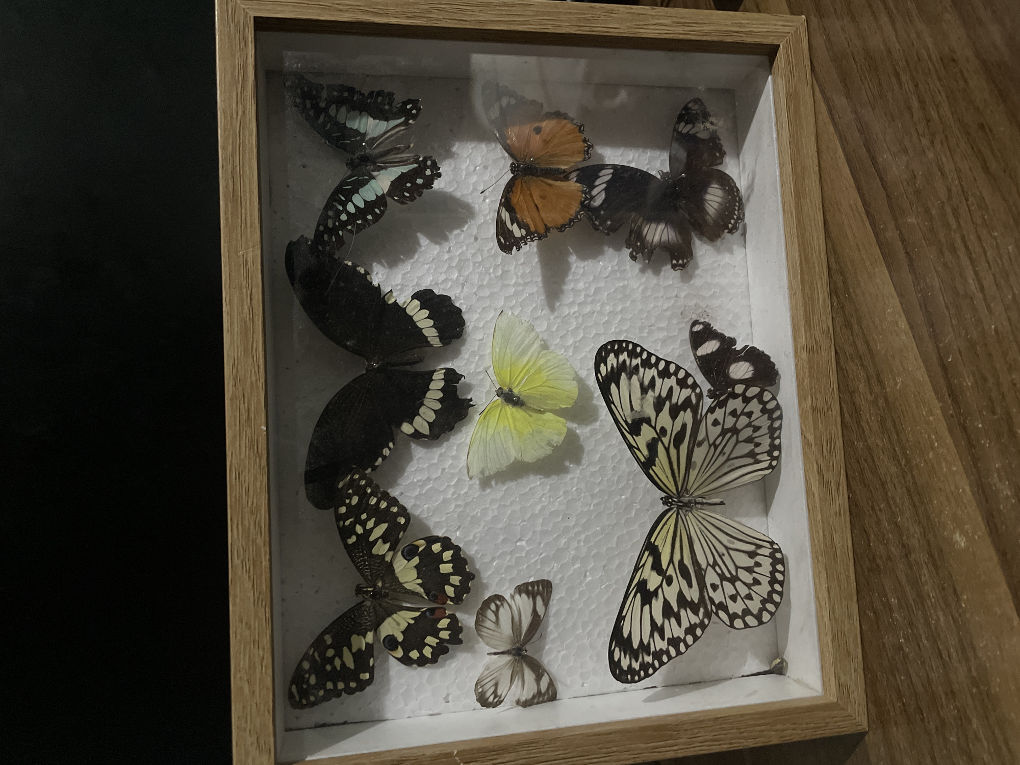 The image displays a close-up of a framed collection of preserved butterflies. The rectangular frame is made of light-colored wood and features a glass cover, through which the mounted specimens are visible. Inside the frame, the background appears to be a textured white material, likely styrofoam, used for pinning the butterflies.
The collection features at least ten butterflies, showcasing a variety of species with distinct sizes, colors, and wing patterns. In the upper left, two black butterflies exhibit prominent light blue or greenish-blue spots. Adjacent to them, towards the top center, is an orange butterfly with dark borders. In the upper right section, two darker, possibly brown or black, butterflies are grouped together.
Moving down the left side, two black butterflies with clear white markings are displayed. A pale yellow butterfly occupies the middle of the frame. Below the group of black and white butterflies on the left, a larger black butterfly with numerous yellow or cream-colored spots is present. A smaller butterfly with intricate brown and white patterns is positioned towards the bottom center. Dominating the right side of the frame is a large, striking butterfly characterized by white wings adorned with bold black veins and markings.
The butterflies are meticulously arranged, suggesting they are pinned specimens from an entomological collection. The scene is static, with no ongoing activity. The lighting is somewhat subdued, creating soft shadows. To the left of the frame, a dark, featureless surface is visible, while to the right, a warm-toned wooden surface with a noticeable grain suggests an indoor setting, possibly a table or floor. No discernible text is visible in the image.