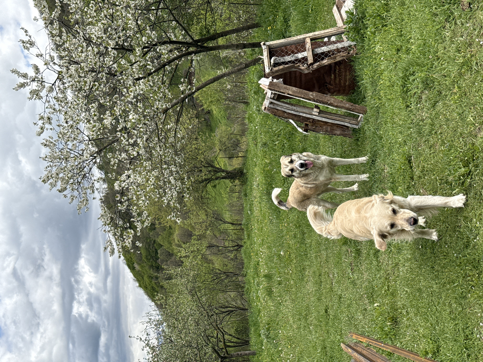 The image shows a grassy field in Karaberd, Armenia, with a flowering tree on the left and a hillside in the background. Two dogs are in the field, one light brown and white, the other golden. An old wooden structure with a wire mesh side lays on the grass. The sky is overcast.
