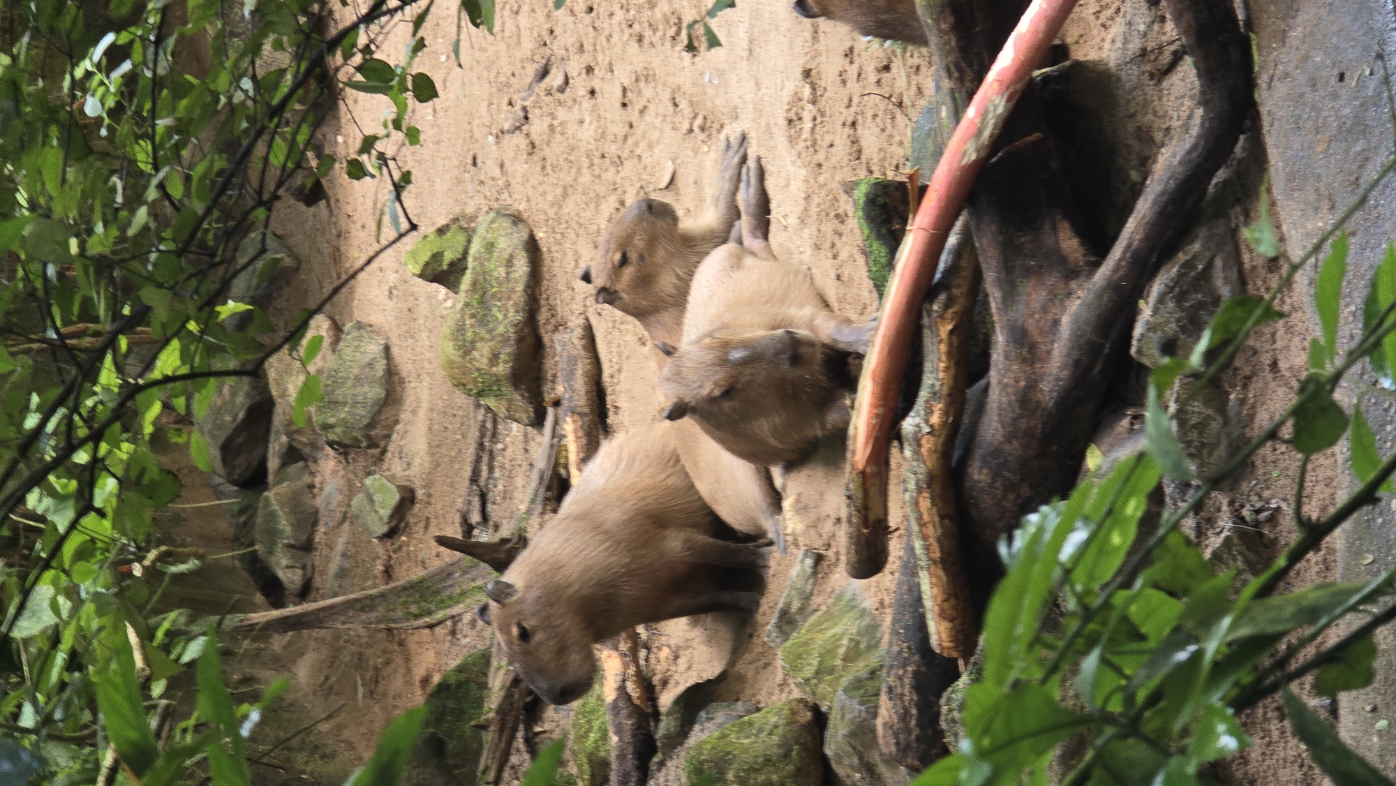 Four capybaras are resting on a sandy enclosure with some rocks and fallen logs. One capybara is sitting upright on the left side of the frame, facing left. Two capybaras are lying down in the center, with one in the foreground facing forward and another behind it facing left. A fourth capybara's head is visible on the far right edge of the frame, facing left. The enclosure is surrounded by foliage and branches, suggesting an outdoor exhibit. The scene is likely located in the Burgers' Zoo in Arnhem, Netherlands, a zoological garden.