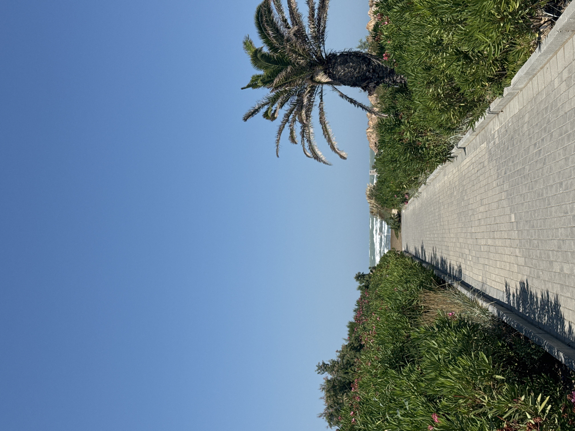 A straight, paved walkway made of light gray rectangular bricks leads directly away from the viewer towards the ocean under a clear blue sky. The walkway is flanked on both sides by dense, green shrubbery with small pink flowers. On the right side of the walkway, approximately two-thirds of the way down, a mature palm tree stands with a dark, rough trunk and sparse, green fronds. In the distance, the ocean is visible with white-capped waves breaking against the shore. A few beach umbrellas or thatched structures can be seen on the sandy area beyond the vegetation and before the ocean. The scene appears to be a pathway to a beach resort or public beach. The location is Sabunchu Raion, Azerbaijan. There are no people visible in the image.