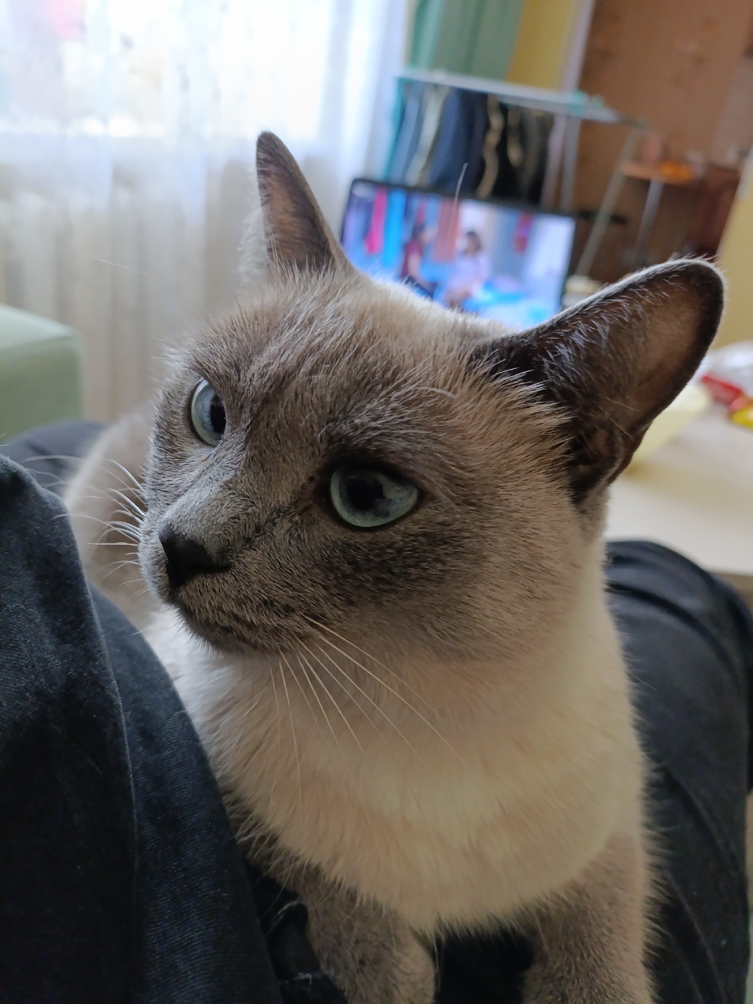 A Siamese-type cat with light grey-brown "point" markings on its face and ears, and distinct blue eyes, is centrally featured in a residential interior. The cat's body is predominantly cream to light beige, transitioning to darker grey-brown on its paws and the bridge of its nose. Prominent white whiskers extend from its muzzle. It is positioned on a dark blue or black fabric, likely an article of clothing, indicating the presence of a person whose lap or leg it occupies.
The background is softly blurred. To the immediate left, a light-colored curtain or window treatment is visible, alongside a blurred light green object, possibly furniture. Directly behind the cat, a television screen displays indistinct colorful figures, appearing to be people from a broadcast or video. Further to the right and above the television, a clothes drying rack with various items of clothing hangs, and a light-colored wall is present. The overall lighting suggests an indoor setting with ambient natural light from a window and additional artificial illumination. The scene is situated in a residential interior within the city of Chaikovsky, Russia.