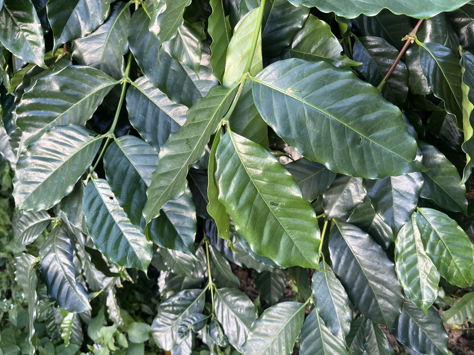 The image displays a close-up view of lush green coffee plant leaves. The leaves are large, glossy, and have prominent veins. They are densely packed, creating a textured surface with variations in light and shadow. Some leaves show minor imperfections, such as small holes. The background is filled with more foliage, suggesting a coffee plantation. The image was taken in the city of Petang, Indonesia, a region known for its coffee cultivation. The scene is a natural outdoor environment, with no people or human activities visible.