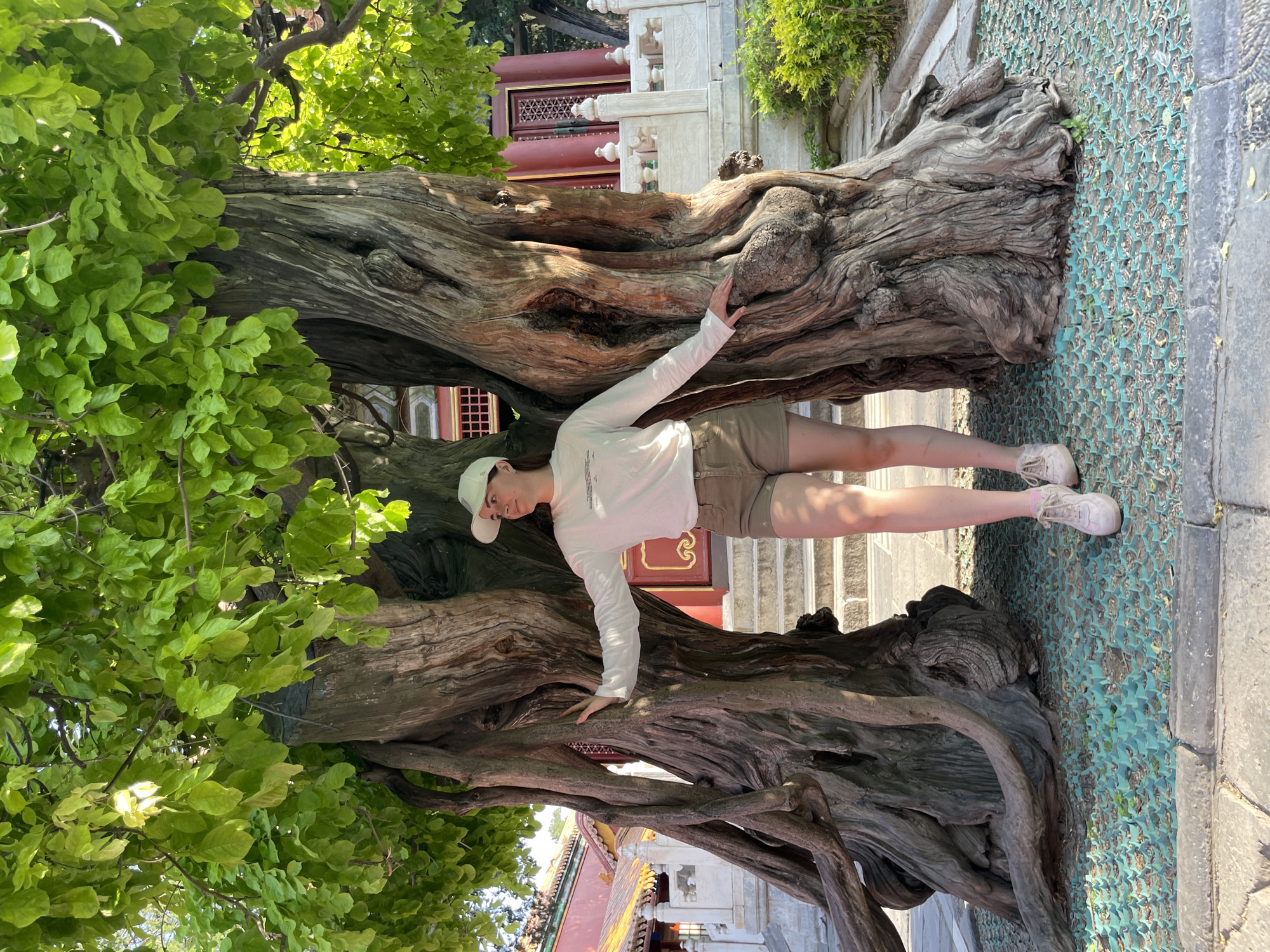 A long shot captures a person standing next to a large, gnarled tree, with the image rotated 90 degrees counterclockwise. The individual, possibly female, wears a white long-sleeved shirt, khaki shorts, white sneakers, and a white baseball cap. They are positioned within the hollow of the tree, with one hand on the trunk and the other arm extended. The tree’s trunk is rough and weathered, with significant branching and hollows. Green foliage is visible on the left side of the frame, attached to the tree. The ground surrounding the tree is covered with a blue mesh material with small openings, and there are stone pavers. In the background, architectural elements suggest a building with traditional Chinese design, featuring red columns, decorative trim, and white stone railings. The location may be in the city of Dongcheng District, China.