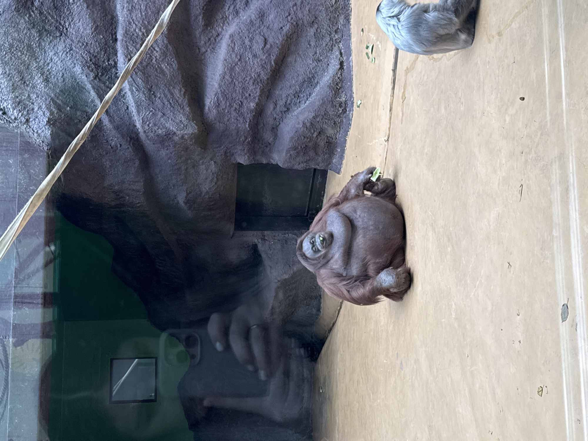 A reddish-brown orangutan is seated centrally on a light brown, level ground surface within an animal enclosure at a zoo in Izhevsk, Russia. The primate holds a green food item in its left hand, displays green residue around its mouth, and exhibits a prominent chest and abdomen. To the right, a second primate, with grey-blue fur, is partially visible, seated facing away from the observer. The enclosure's background consists of a dark grey, textured artificial rock wall featuring an alcove and a dark rectangular service door. A light-colored, twisted cable extends diagonally across the upper portion of the enclosure. The photograph is captured through a transparent barrier, which reflects a person's hand holding a multi-lens smartphone, a ring on a finger, a partial facial reflection, a square window, and a green structural element. Green food fragments and small dark particulates are scattered on the ground surface.
