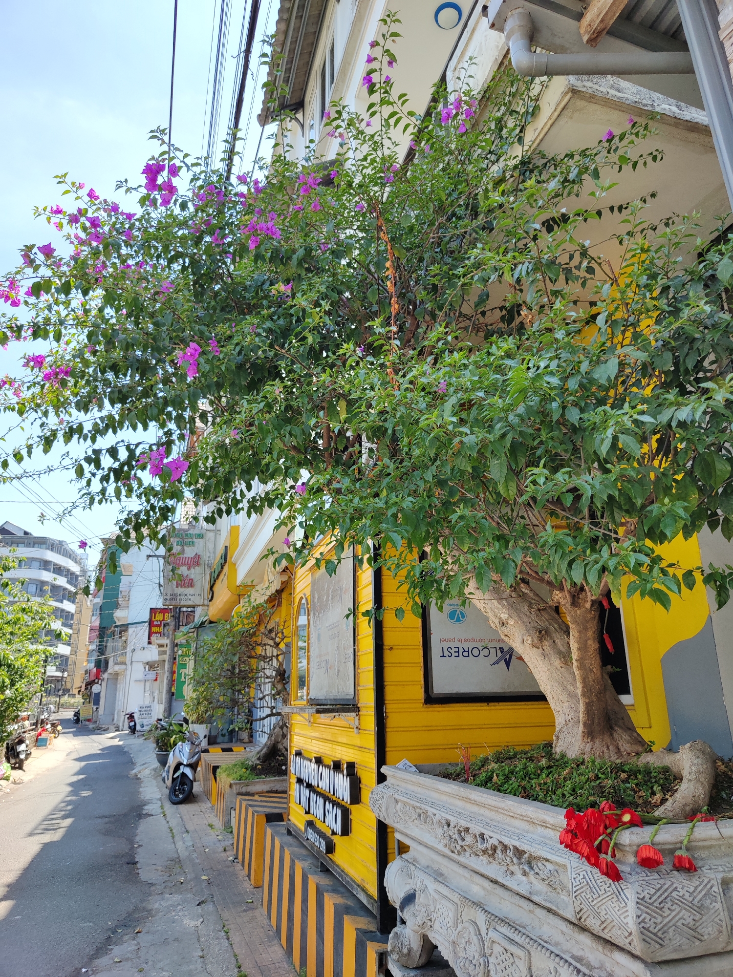 The image captures a street scene in Cam Ly - Đà Lạt, Vietnam, showcasing a vibrant yellow building adorned with a large bougainvillea tree in full bloom. The tree's green foliage and purple flowers contrast with the building's bright yellow facade. A decorative, ornate planter contains the tree. The street itself is narrow, with a few parked motorcycles on the side. Buildings line the street, with signs in Vietnamese visible. Power lines stretch overhead. The sky is bright and clear. The overall impression is a bustling, colorful street scene in a Vietnamese city.