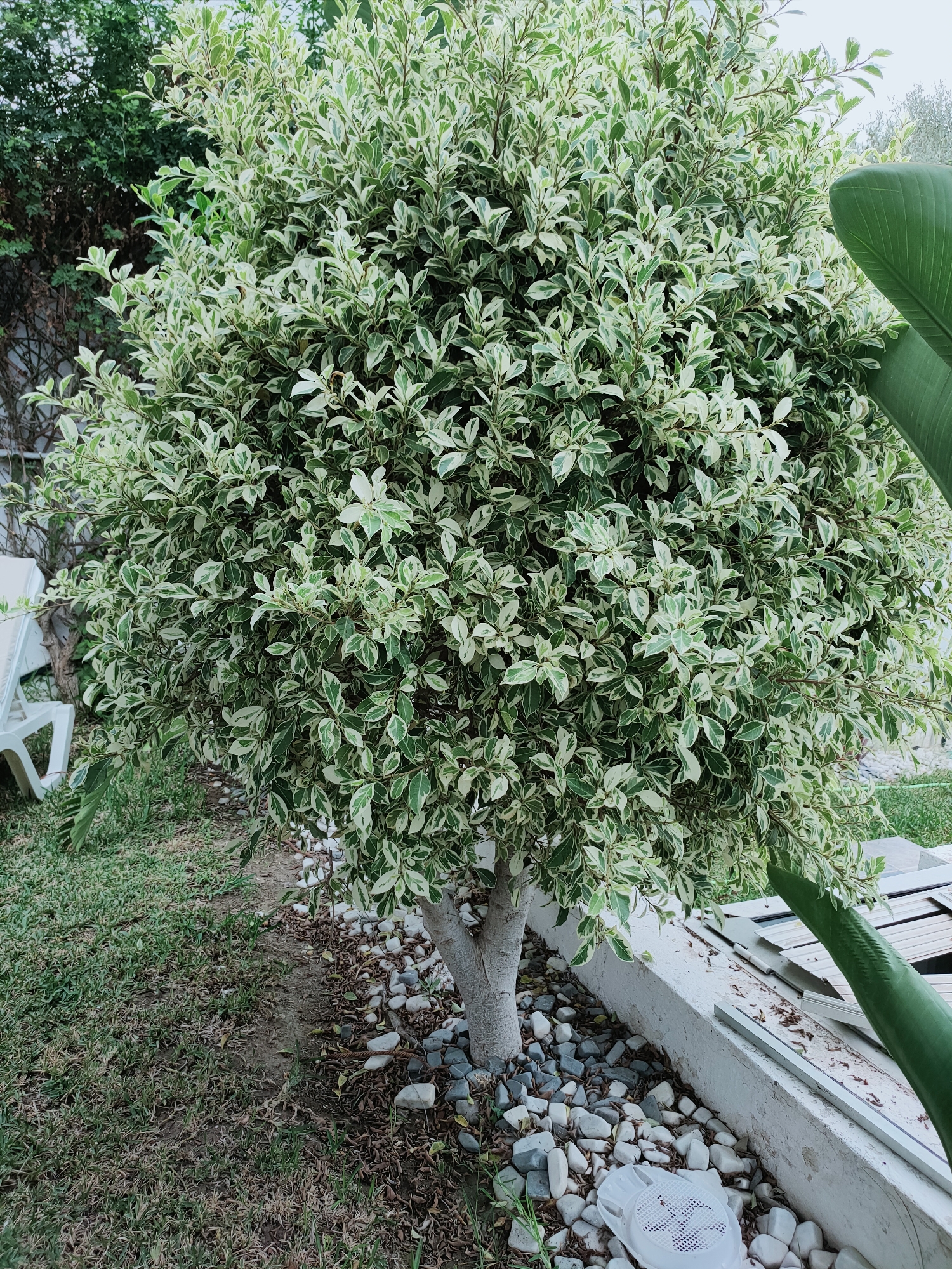 An outdoor scene in Mrezga, Tunisia, features a variegated Ficus tree with green and white leaves, pruned into a rounded shape. The tree stands in a bed of small, grey and white stones and dry leaves. To the left of the tree is a patch of green grass with some dry, brown patches. Further left, a white plastic lounge chair is partially visible. Behind the tree, a wall or fence with a lattice pattern can be seen. To the right of the tree, a low white concrete wall runs horizontally, and a large, dark green leaf, possibly from a banana tree, curves into the frame from the right edge. The ground to the right of the concrete wall consists of a wooden surface with some debris on it. A white plastic object with a grid pattern is situated amongst the stones at the base of the tree. The overall environment suggests a garden or patio area.