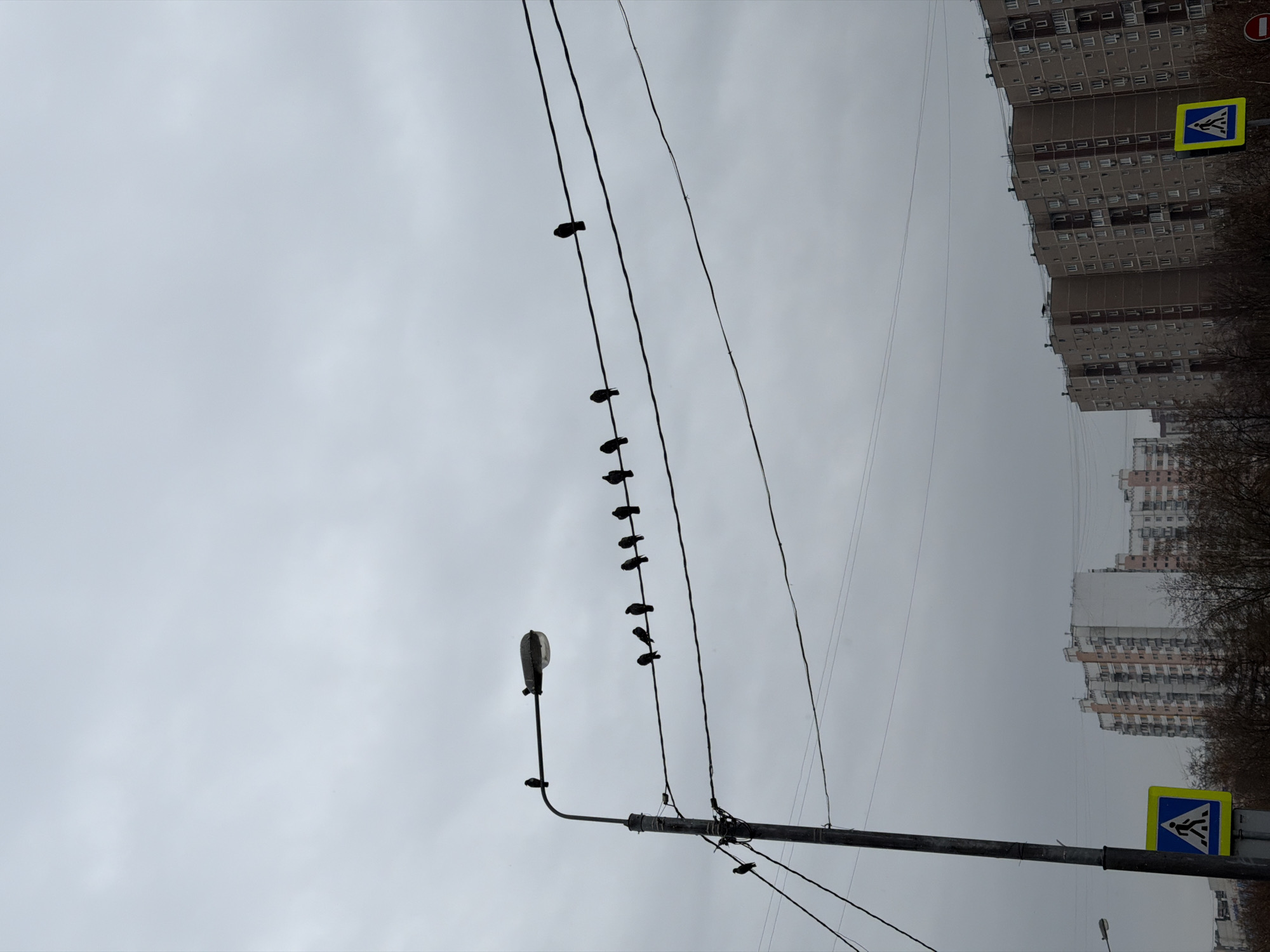 A low-angle, rotated image depicts a drab, overcast day in what appears to be a residential area of Moscow, Russia. Several birds are perched on power lines that stretch across the frame. A streetlight is located to the left of the birds. In the background, multi-story apartment buildings are visible, along with bare trees indicating it is likely winter or early spring. A pedestrian crosswalk sign is present at the right-hand side of the frame.