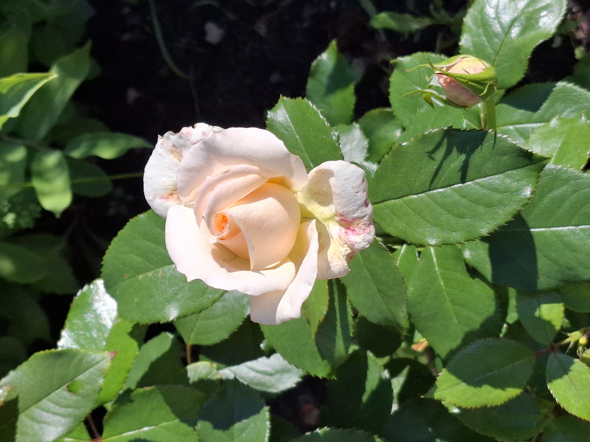 A close-up, eye-level shot shows a pale pink rose in full bloom, positioned slightly to the right of the center. The rose is surrounded by lush green leaves, some of which are in sharp focus while others are blurred in the background. The rose petals have a delicate texture and a subtle gradient of color, transitioning from a deeper pinkish-orange at the center to a lighter, almost white hue at the edges. Some of the outer petals show signs of wear, with small pink spots and browning. To the lower right of the main rose, a small rose bud is visible, encased in green sepals. The lighting suggests it is daytime, with sunlight casting shadows across the leaves and highlighting the textures of the petals. The background is a dark, out-of-focus area that appears to be soil and other foliage, providing a natural setting for the rose. The image is cropped tightly on the rose and its immediate surroundings, emphasizing the detail and beauty of the flower.