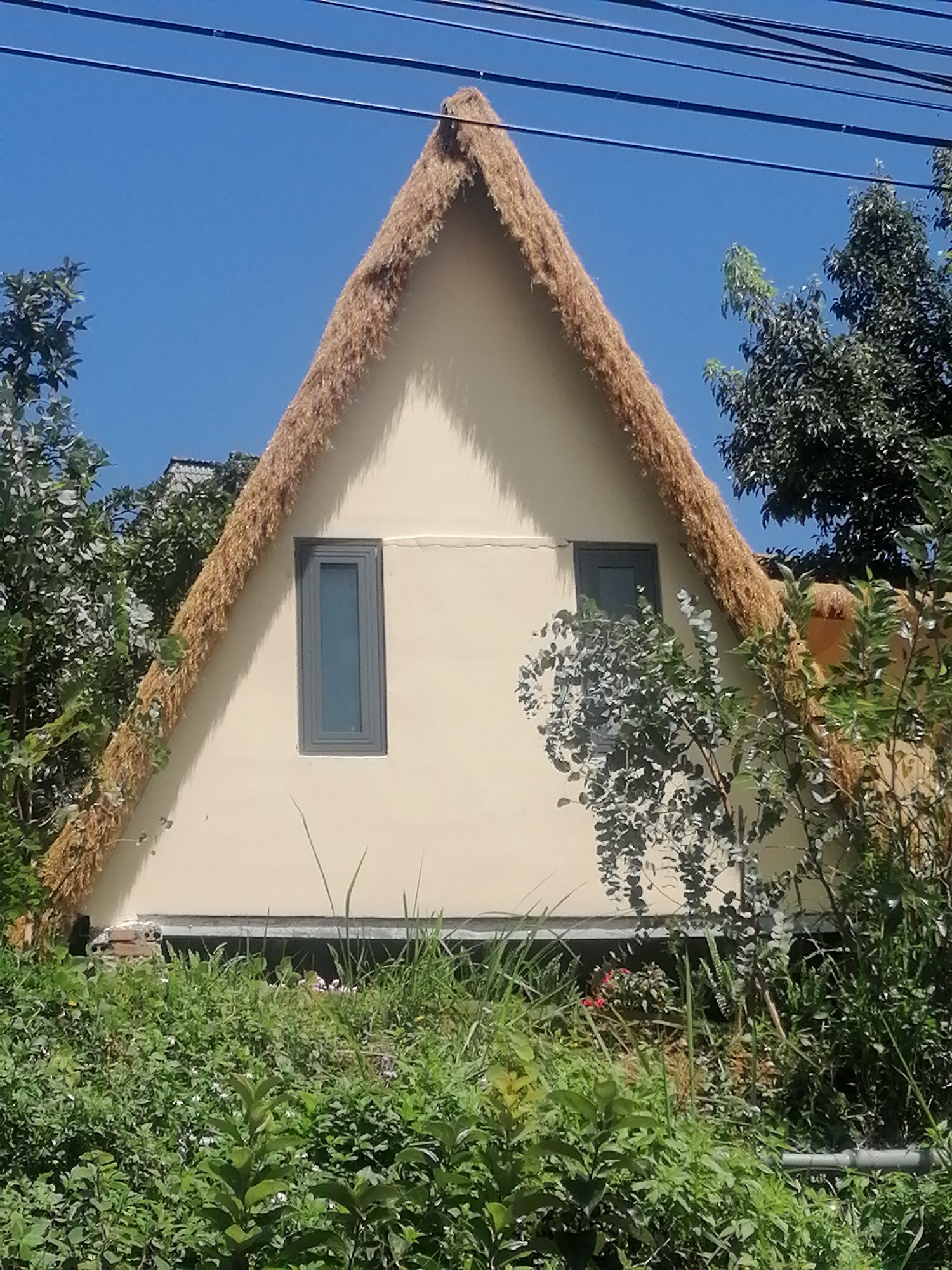 The image shows a triangular building with a thatched roof, a common architectural style in Da Lat, Vietnam, known for its cooler climate. The building's facade is painted a light cream color, with two narrow, dark-framed windows visible on the upper section. The thatched roof is made of dried straw or grass, giving it a rustic appearance. Surrounding the building is lush greenery, with various trees and bushes obscuring the lower parts of the structure. In the foreground, dense vegetation and tall grass create a natural, overgrown environment. The sky above is a clear, bright blue, indicating a sunny day. Power lines are visible horizontally across the top of the frame, suggesting the presence of infrastructure in the vicinity. The overall scene evokes a sense of a tranquil, possibly rural or semi-rural setting within or near Da Lat.