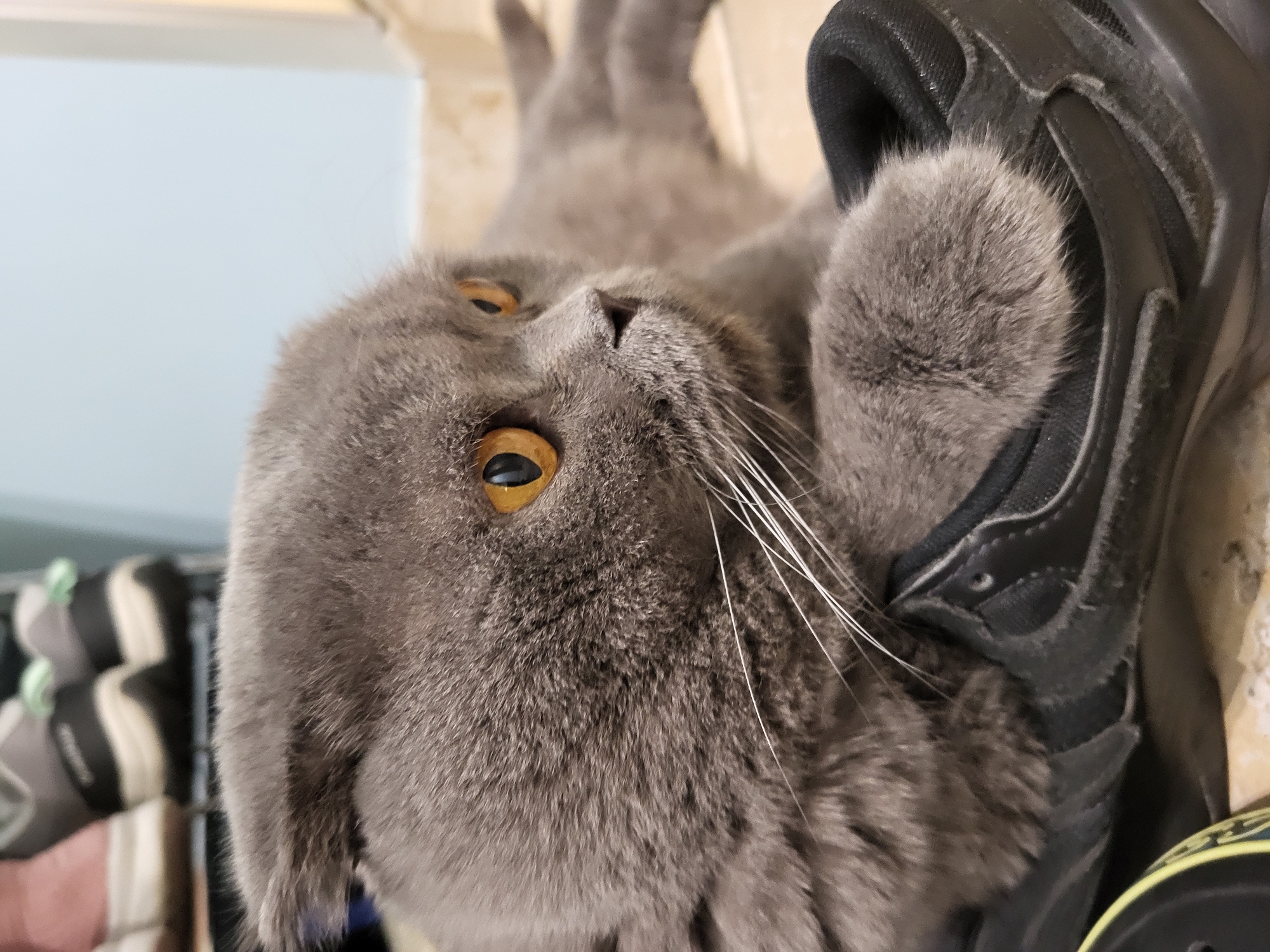 A grey British Shorthair cat with bright orange eyes is lying down indoors, resting its front paw on a black shoe. The cat is looking off to the right side of the frame. In the background, several pairs of shoes are visible on a shelf. The flooring is tiled.