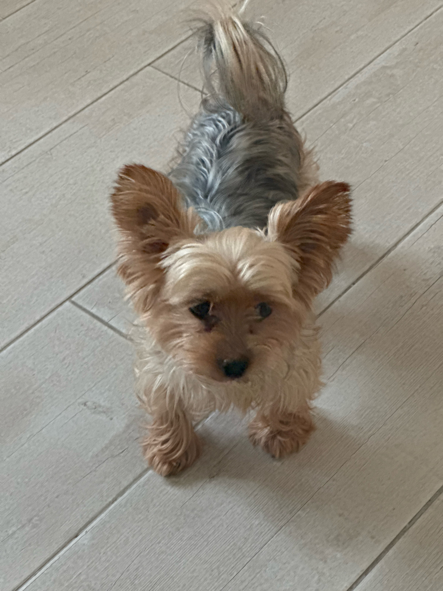 A tan and grey Yorkshire Terrier stands on a light-colored wooden floor. The dog is facing the camera with its ears perked up and its tail raised. The dog's fur is slightly disheveled, and its eyes are dark brown. The floorboards are laid diagonally in the image. The scene is indoors, with no discernible background elements beyond the floor. The location is Agios Tychona Community, Cyprus.