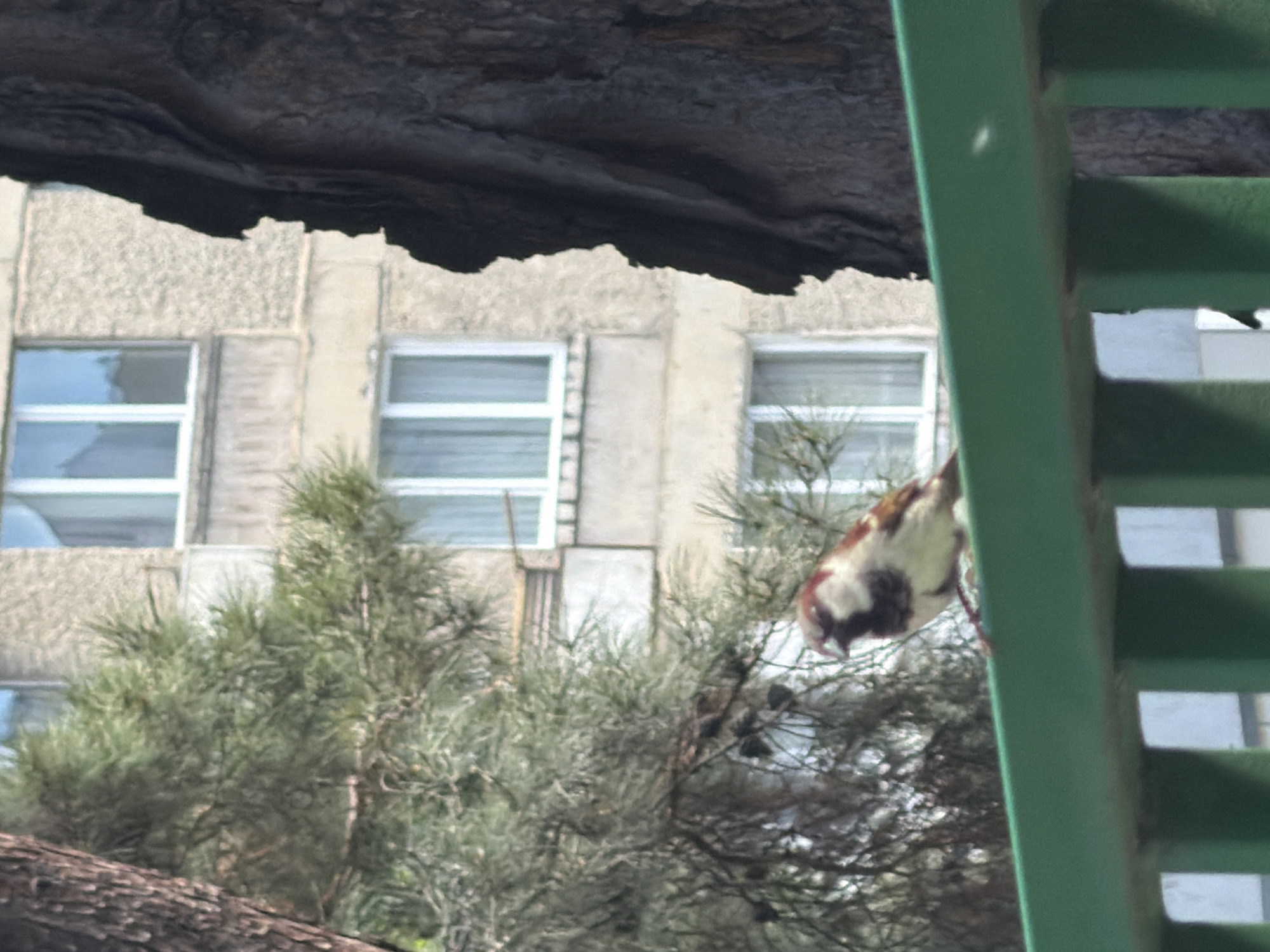A sparrow is perched on a green metal structure near pine trees. In the background, a light-colored building with multiple windows is visible. The location is likely in Tbilisi, Georgia, given the prompt instructions.