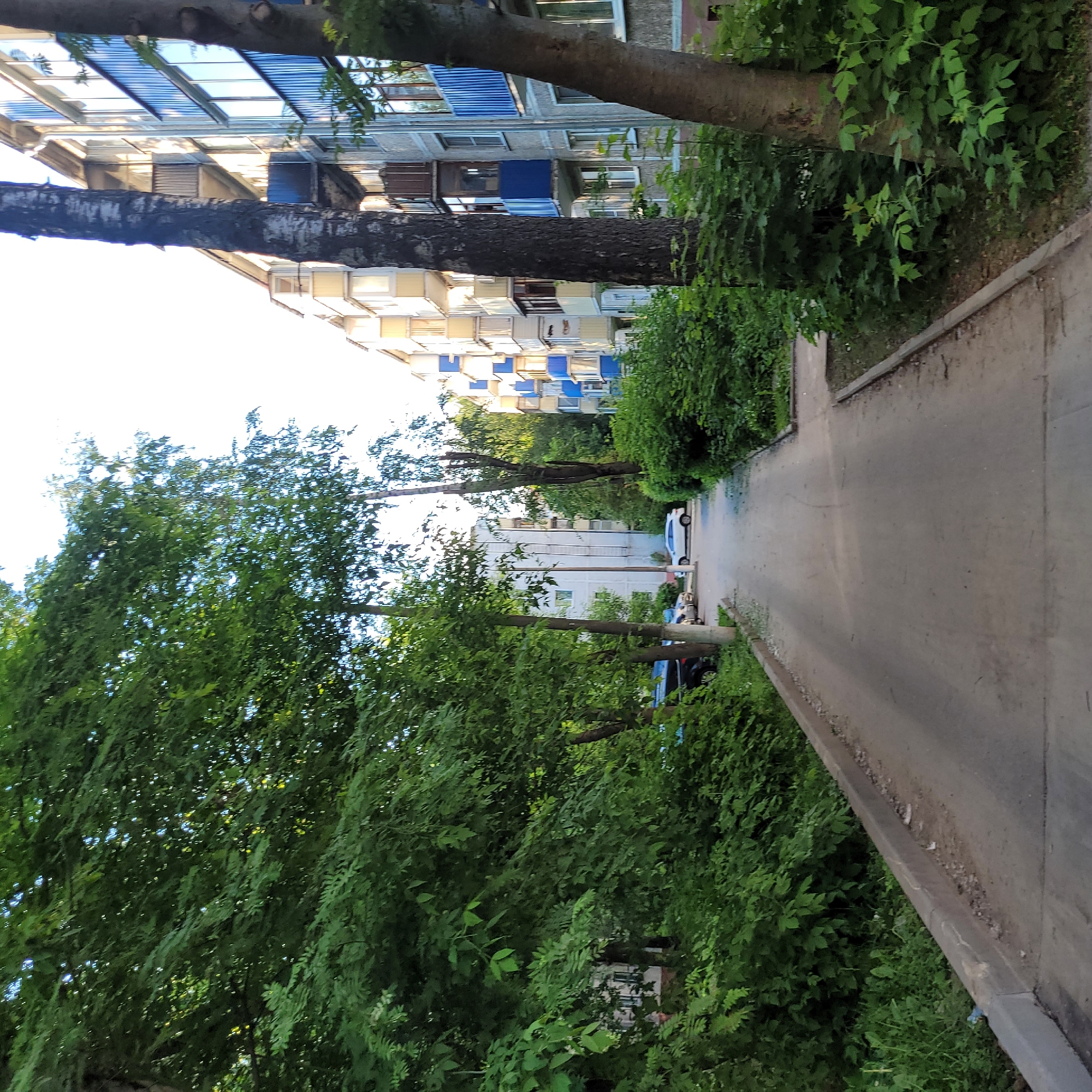 The image, originally oriented vertically, depicts an outdoor residential scene under bright daylight. A paved road or pathway runs through the middle, flanked on both sides by dense green trees and bushes.
On the left, a multi-story apartment building is visible, featuring numerous windows and balconies. Many of the balconies are enclosed, and some are covered with distinct blue panels, creating a visual pattern on the facade. A large tree with a dark, thick trunk stands prominently in front of this building. Further back, another lighter-colored building can be seen through the trees.
The right side of the scene is heavily vegetated with lush green trees and undergrowth, which partially obscure the view of the road and distant structures. Sunlight filters through the dense foliage, creating bright spots and highlights.
A white car is partially visible on the right side of the road, with another dark vehicle further in the background. The road itself appears to be made of asphalt or concrete, with a curb separating it from the grassy and bushy areas. No people are present, and no specific activities are taking place. The overall impression is one of a quiet, tree-lined residential street during clear weather. No visible text is present in the image.