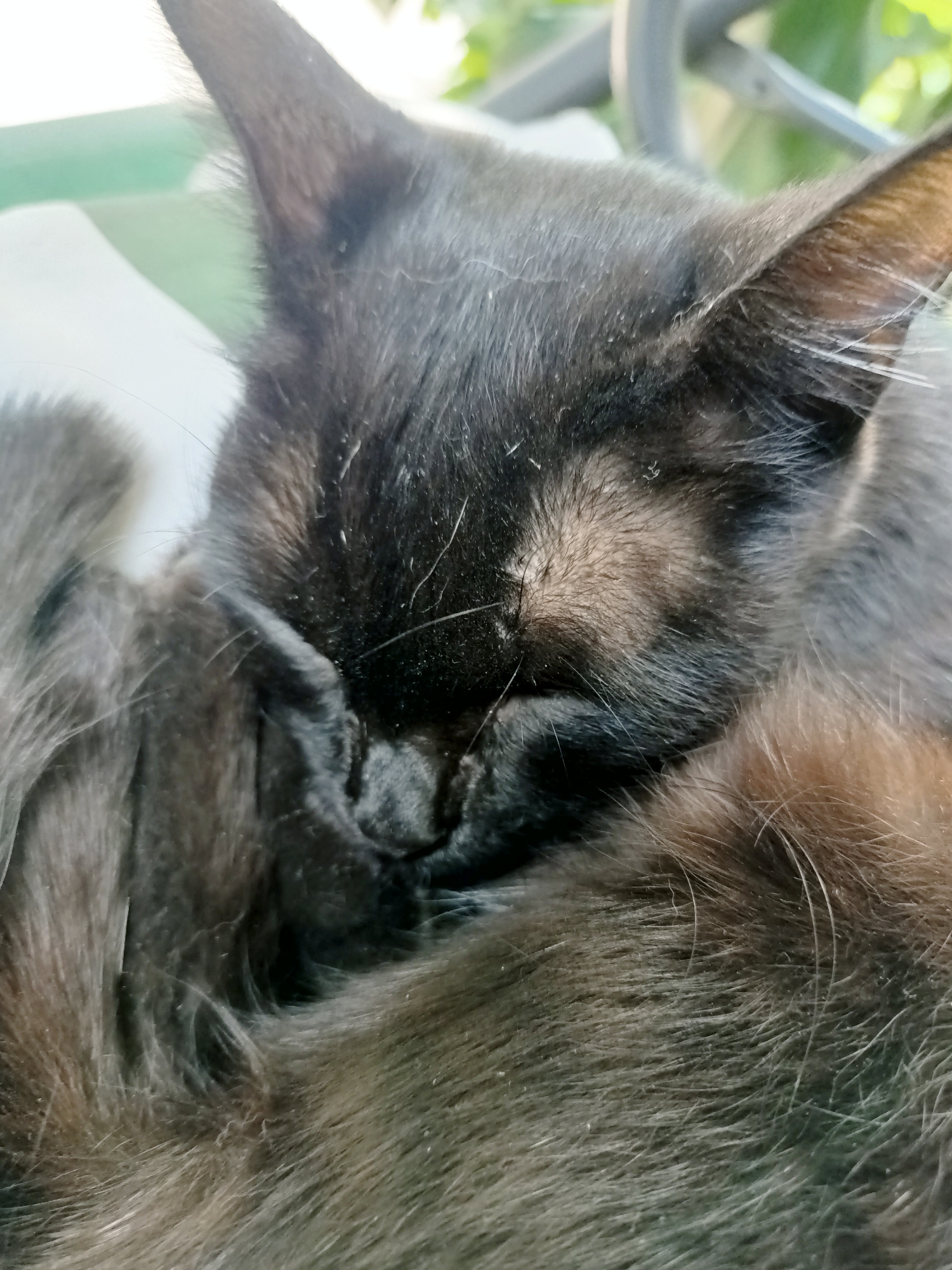 A close-up, eye-level shot features a black cat sleeping. The cat is curled up, with its face buried in its own fur. Its ears are visible, as are parts of its tail. The cat appears to be on a light-colored surface, possibly a cushion or chair, with a blurred green background suggesting foliage or an outdoor setting. The image is tightly cropped, focusing solely on the sleeping feline. There is no information or context within the image that would allow for the identification of its location in Almaty, Kazakhstan.