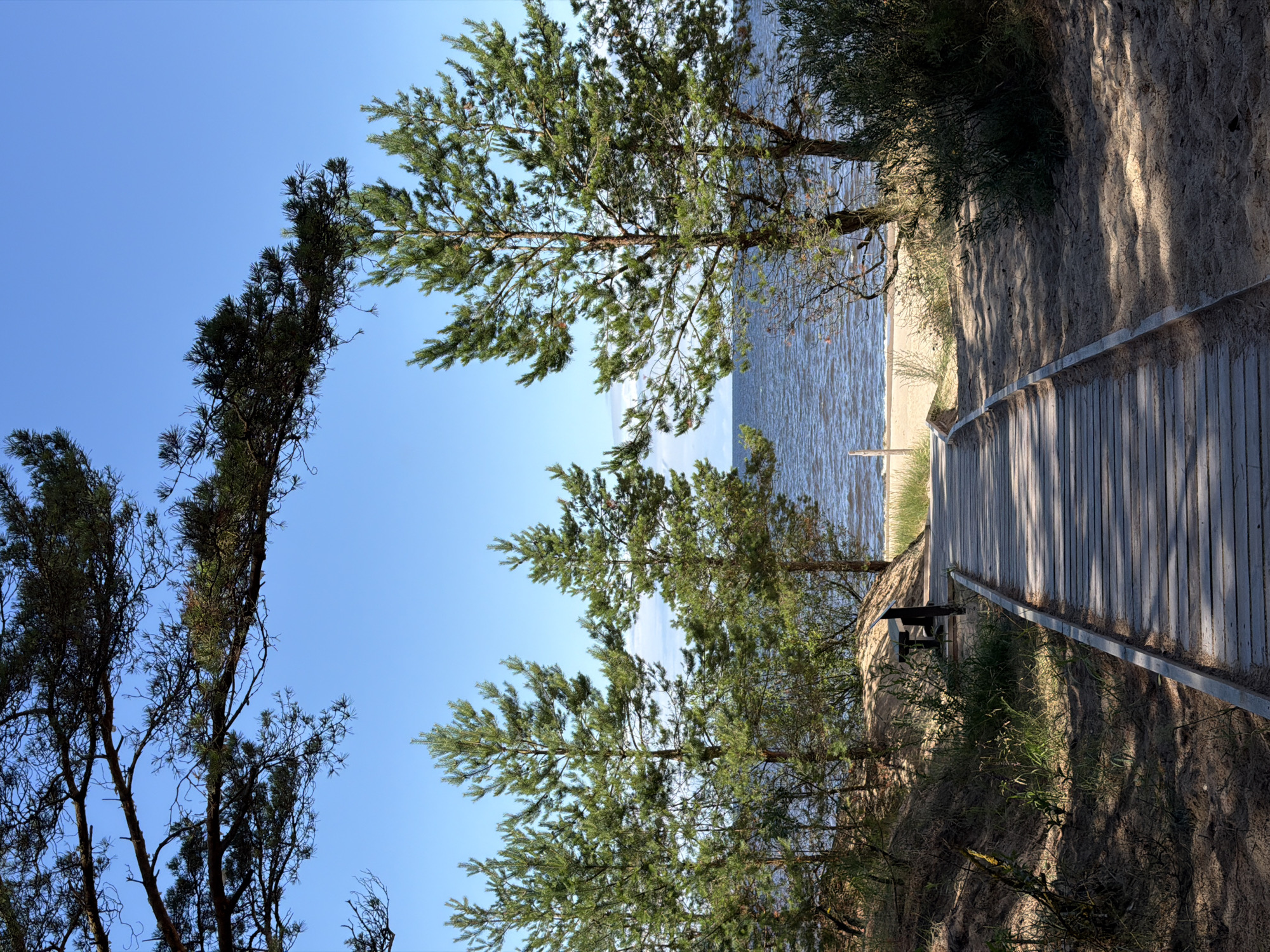 The image captures a scenic view of a wooden boardwalk leading towards a beach and the sea, likely within the Gauja National Park in Latvia. The boardwalk, constructed from weathered planks, begins in the foreground and stretches towards the horizon. To the left of the boardwalk, a sandy dune is covered with sparse green vegetation. A dark-colored bench is situated on this dune, providing a resting spot.
Flanking the pathway and the dune are several pine trees, their green needles contrasting with the clear blue sky. The trees are mature, with some branches extending over the boardwalk and the sky. In the background, the sea stretches out, its surface rippling under the daylight. A sandy beach is visible between the trees and the water. The overall environment suggests a tranquil coastal setting, characteristic of the Baltic Sea coast in Latvia. The lighting indicates it is daytime, with sunlight casting shadows on the boardwalk and the sand. There are no people or animals visible in the image.
