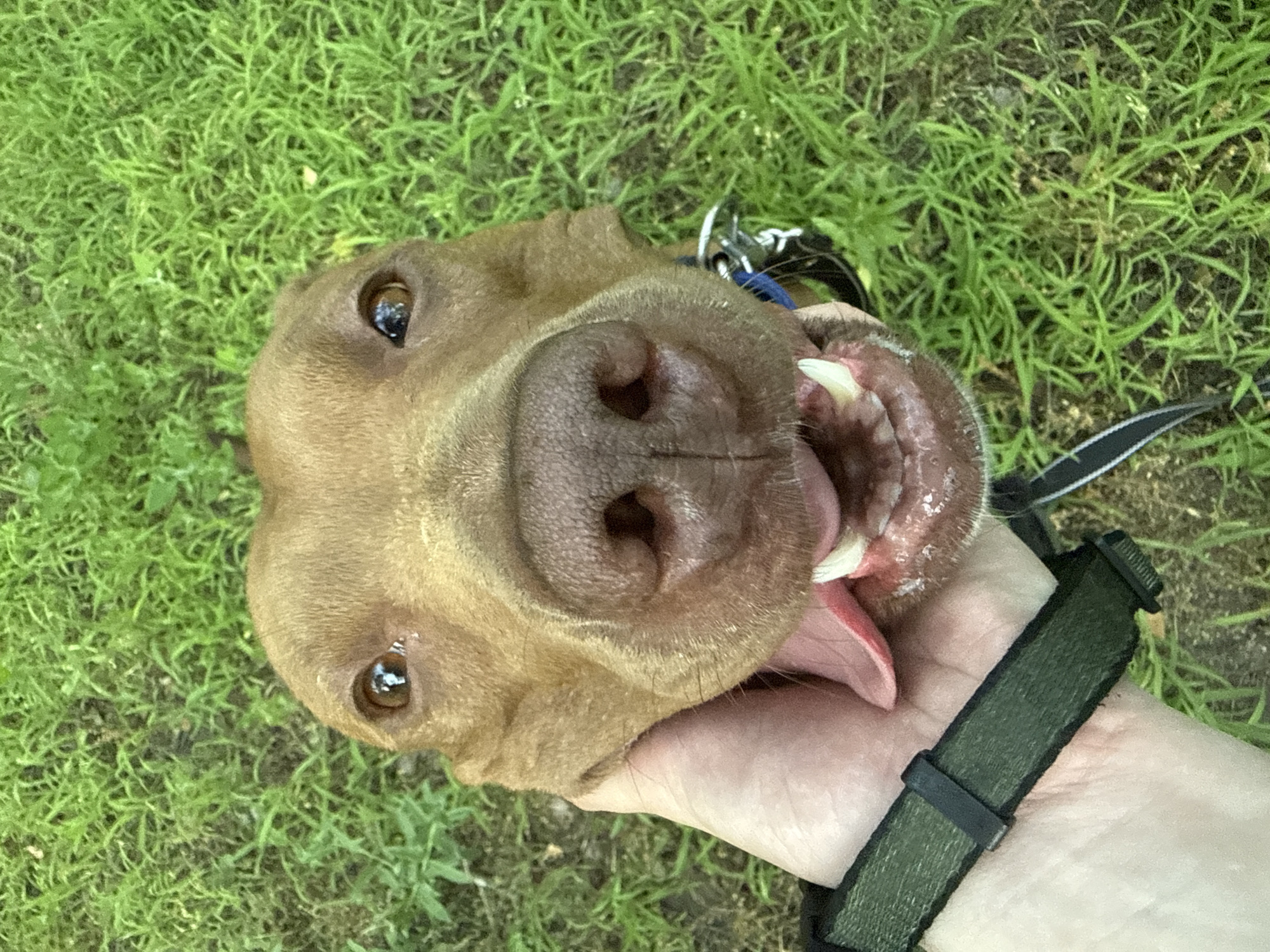 A brown dog is held by a person's hand, with its head tilted upwards towards the camera, revealing its mouth open with its tongue out and teeth visible. The dog is wearing a blue and black collar. A green and black leash is also visible, wrapped around the person's hand. The background consists of green grass and some soil. The image appears to be taken outdoors during the daytime, with natural lighting. The dog's expression seems happy or excited. There is no visible text in the image.