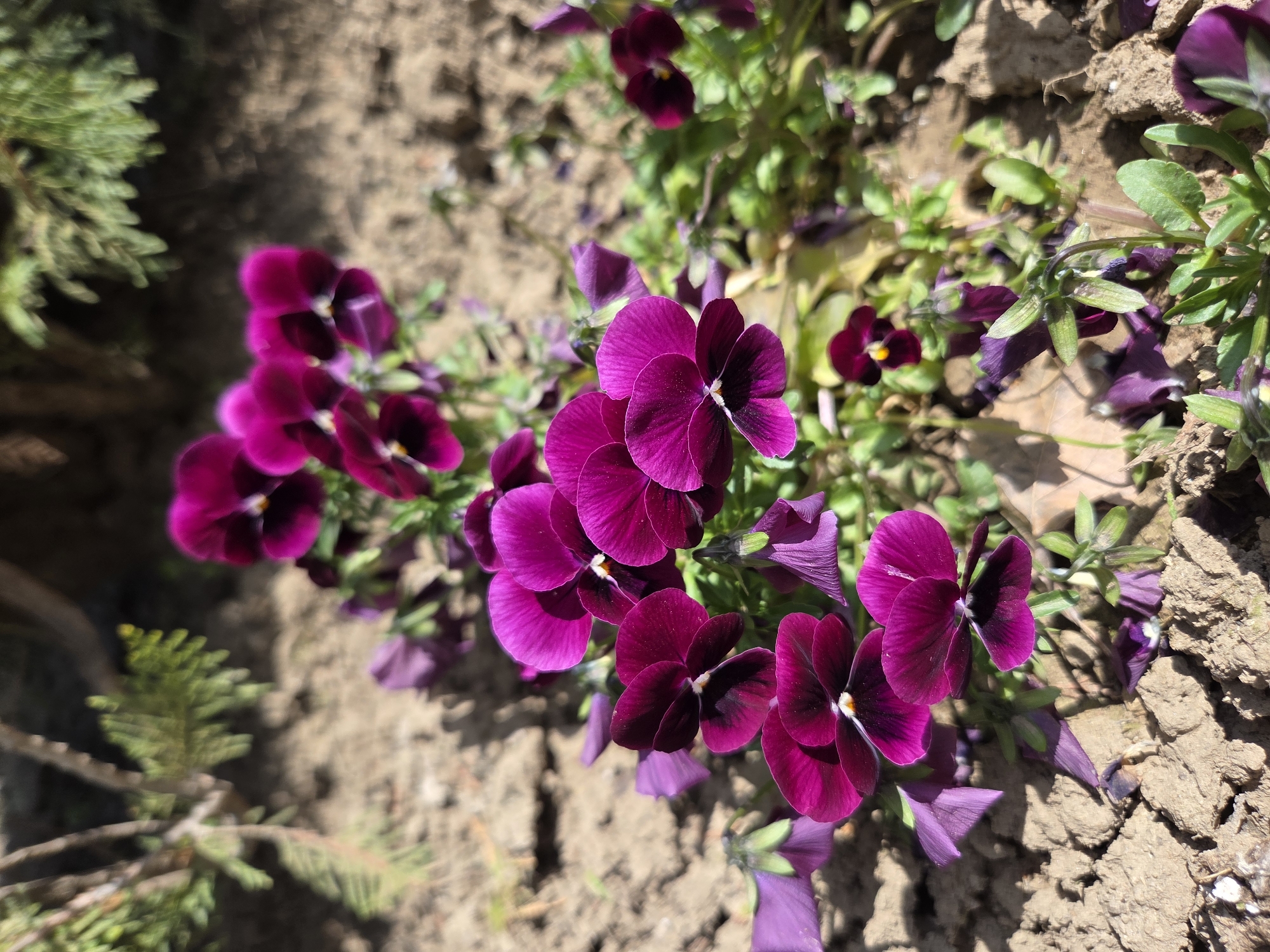 The image shows a cluster of dark purple pansies with black centers, growing in a garden bed of brown soil. Some of the pansies have white markings near the center. Green foliage is visible around the flowers. There's some green foliage from another plant on the left side of the image, and a clod of dirt on the right. The photo was taken in the city of Cherkovitsa, Bulgaria.