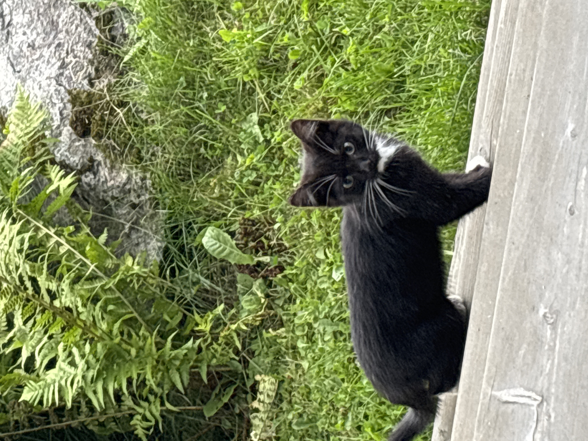 A black and white kitten stands on wooden steps in a grassy, natural environment, possibly in Zvenigorod, Russia. The kitten faces the camera with its body angled to the left. It has white whiskers and a white patch on its chest. Behind the kitten, lush green ferns and grass grow alongside a rocky incline. The wooden steps appear weathered and are positioned outdoors.