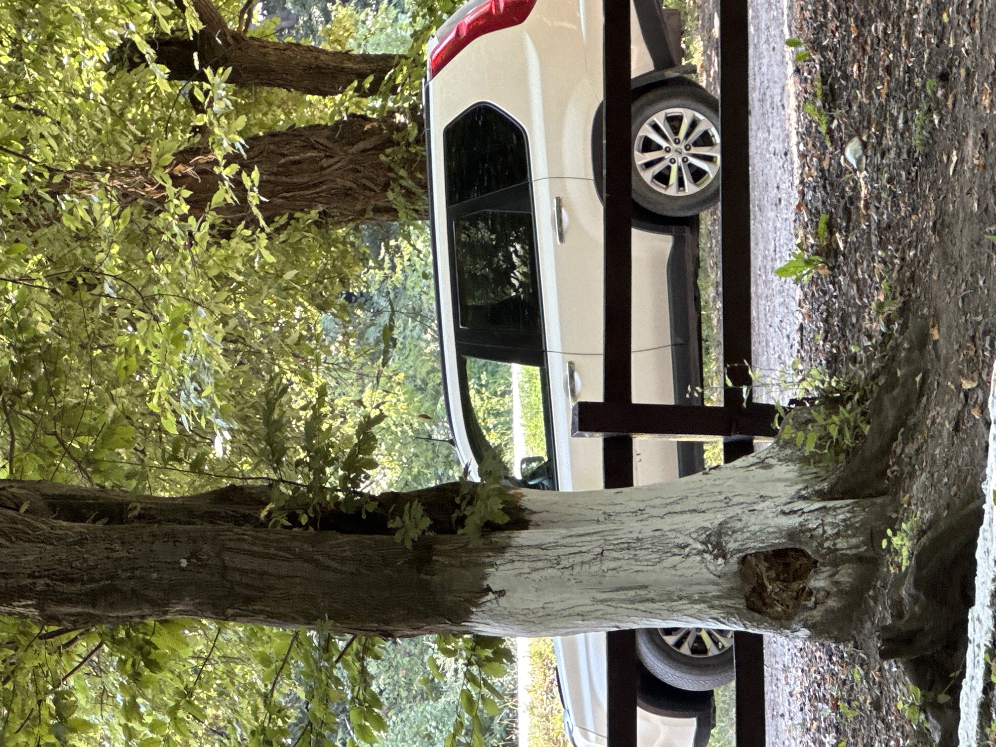 The image depicts a white SUV parked behind a dark brown fence. The fence runs horizontally across the mid-ground of the image. The SUV is partially obscured by a large tree trunk in the foreground on the left side of the frame. This tree has a portion of its lower trunk painted white. The environment appears to be outdoors, with lush green foliage from trees overhead and in the background. Sunlight filters through the leaves, creating dappled light. The ground in the foreground is covered with dark soil, fallen leaves, and some small green plants. The image has been taken from a slightly elevated perspective. The location is identified as Shatava, Ukraine.