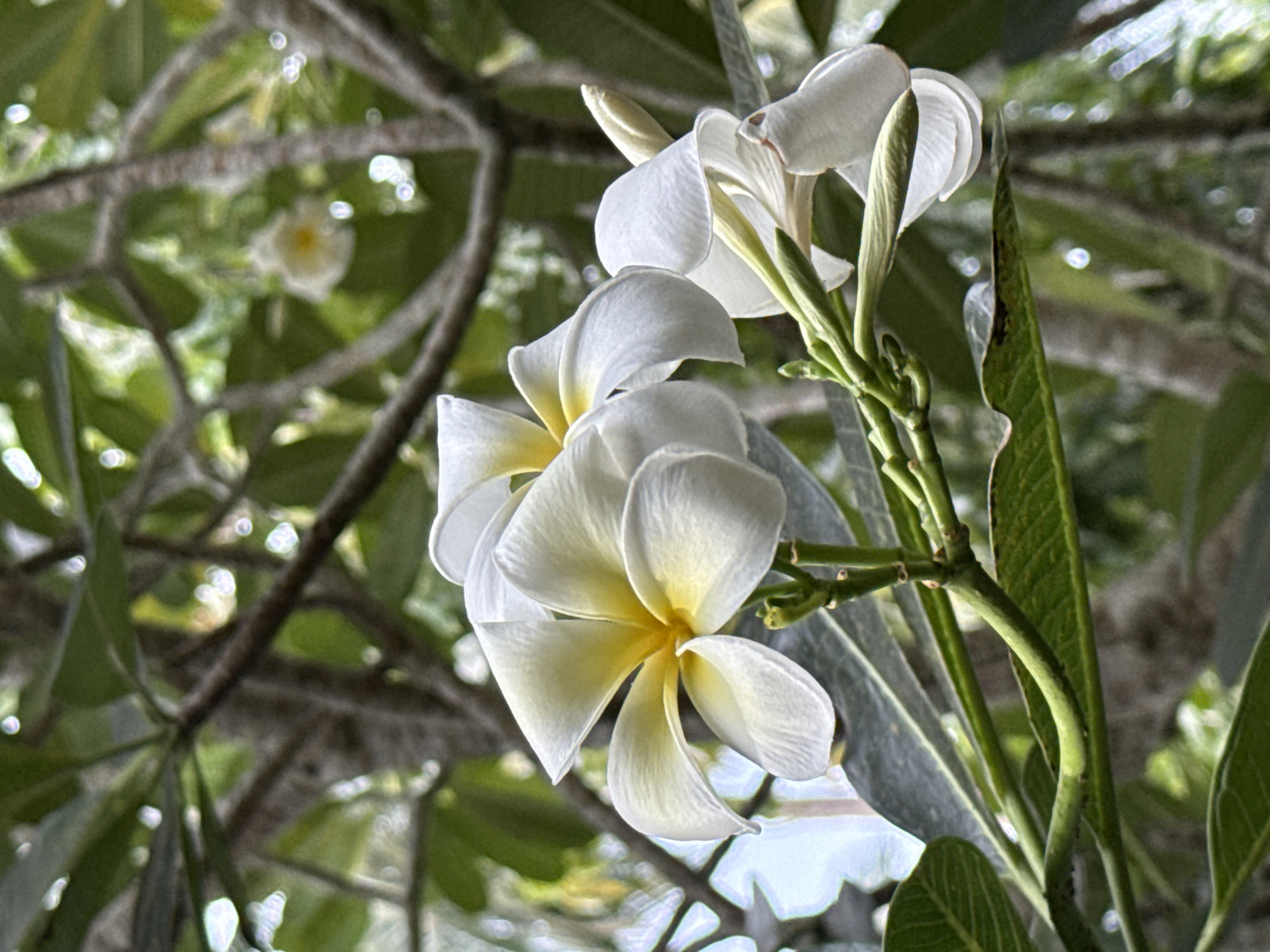 This is a close-up, eye-level, outdoor, vertical photograph of white and yellow frangipani flowers in Baan Mae Nam, Thailand. The flowers are in focus and are the primary subject, with their delicate white petals tinged with yellow at the center. Several unopened buds are also visible. The flowers are attached to a green stem with some dark green leaves partially visible. The background consists of blurred tree branches and foliage, suggesting a natural, possibly garden setting. The lighting appears to be natural daylight, creating soft shadows and highlights on the petals. There are no people or animals present in the image. The overall mood is serene and naturalistic.