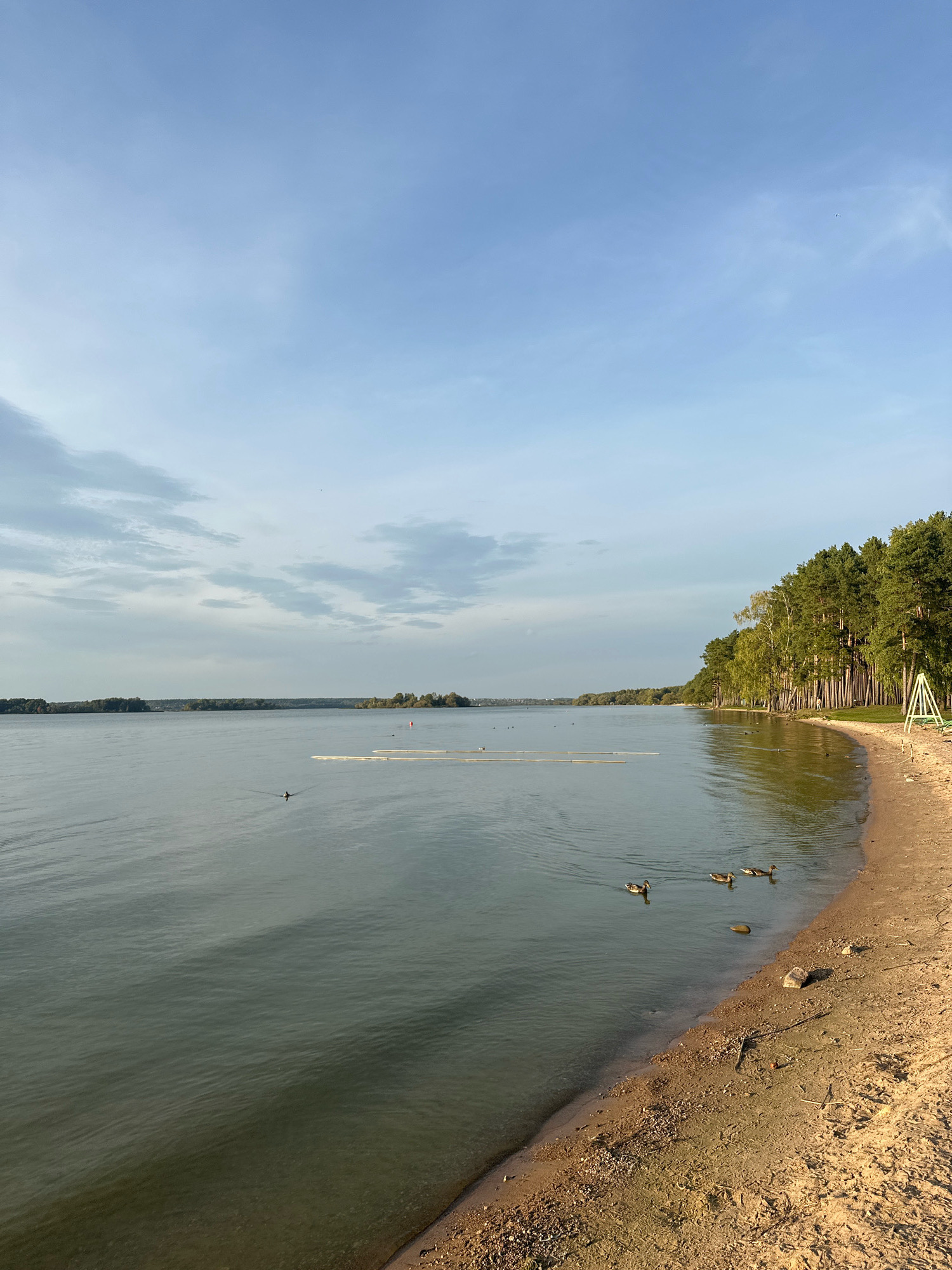 The image depicts a serene lakefront scene, likely at Zhadanovichskoye Lake within the Zhadanovichskoye rural council of Belarus. The sun is low in the sky, casting a gentle light on the calm water and sandy beach. In the foreground, the sandy shore is littered with small pebbles and driftwood. A line of tall pine trees forms a dense forest along the edge of the beach, with some deciduous trees interspersed, showing hints of autumn foliage.
The lake itself is vast and stretches towards a distant, tree-covered shoreline. Several ducks are visible swimming in the water. Some are closer to the shore, while others are further out in the lake. A single duck is positioned in the middle ground, creating a focal point on the water. In the distance, a few buoys or markers are present on the lake's surface, suggesting a designated area for swimming or recreation. The sky above is a soft blue, with scattered, wispy clouds that are tinged with the warm hues of the setting sun. A simple white swing set structure is partially visible on the far right of the beach. The overall atmosphere is peaceful and natural, characteristic of a tranquil lakeside landscape.