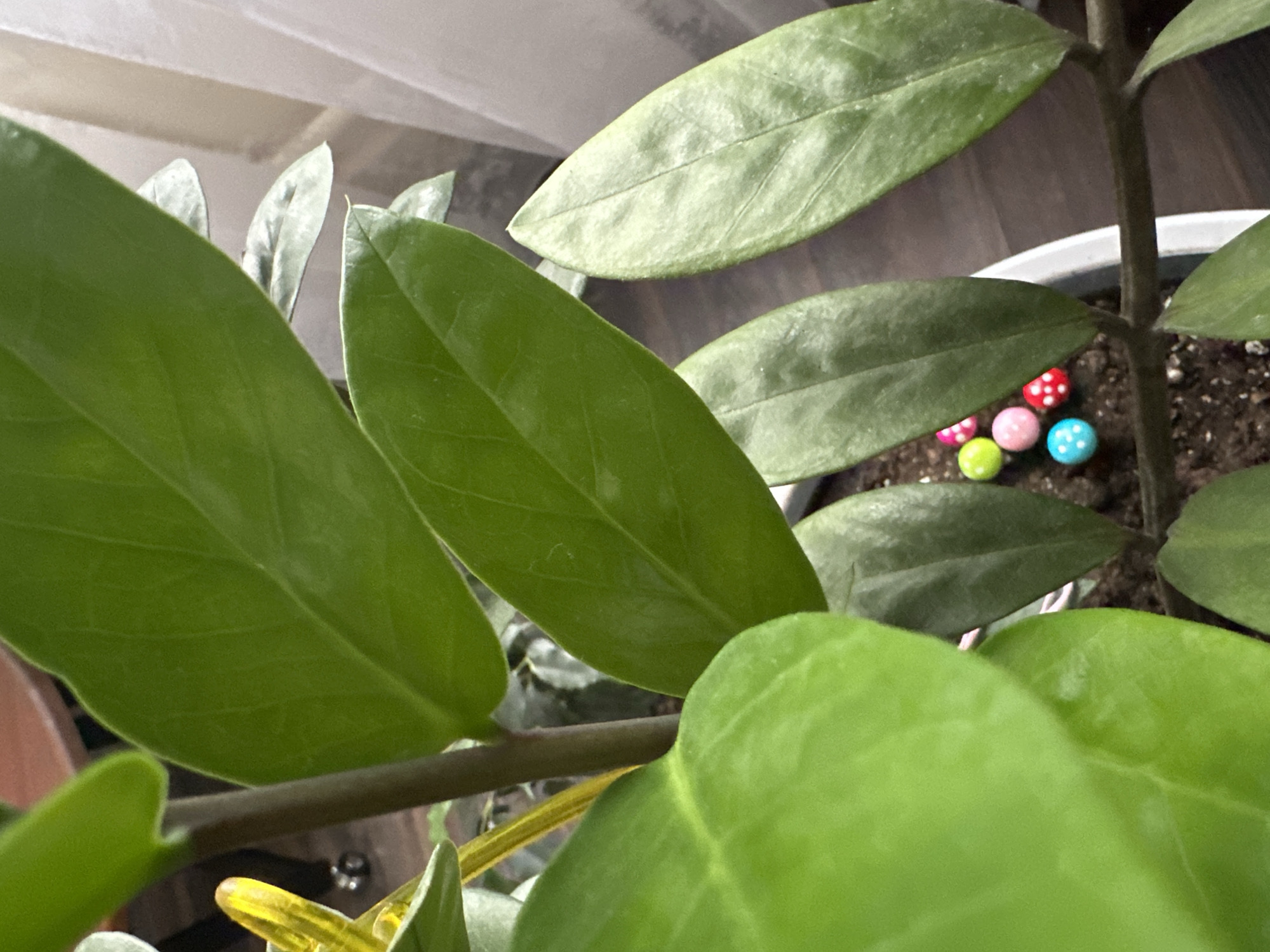 A close-up shot shows several green leaves of a ZZ plant, some glossy and dark, others lighter with visible veins. Amongst the soil at the base of the plant, there are six small, colorful, decorative balls. They are round, with some patterned with white dots on a red background, and others solid colored in pink, yellow, green, and light blue. The plant is in a white pot, with dark brown soil. In the blurred background, a wooden surface and a white curtain are visible. The image appears to be taken indoors. There is no indication of Podolsk, Russia.