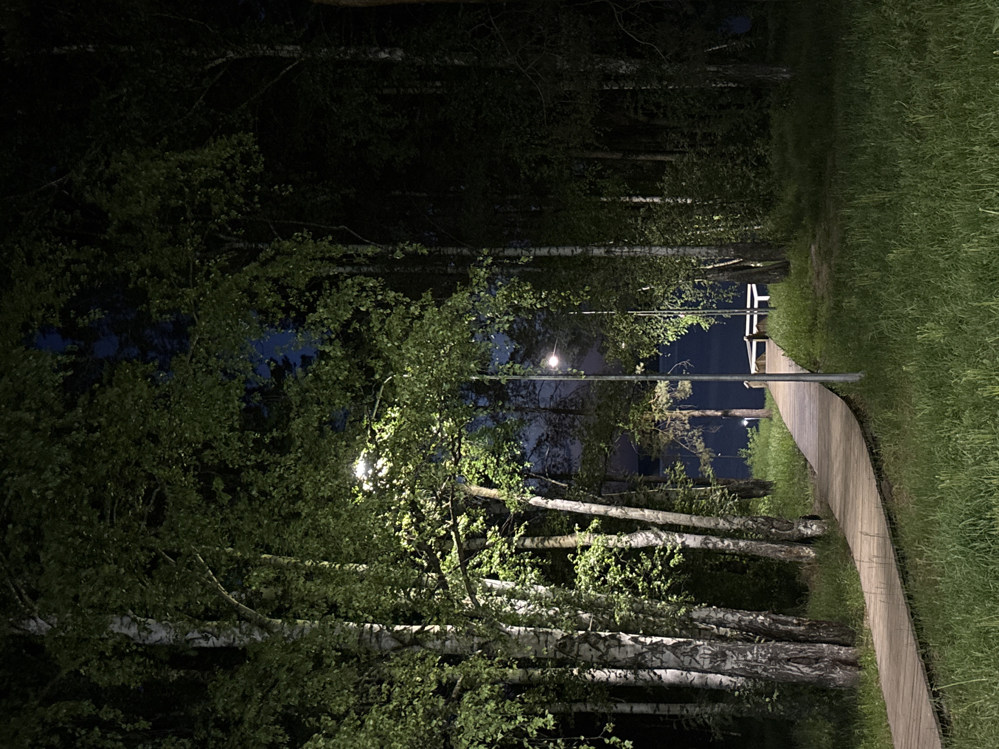 The image shows a night scene along a wooden boardwalk in a park-like setting. The boardwalk curves through a grove of birch trees, identifiable by their distinctive white bark. To the right of the boardwalk is a stretch of tall, unkempt green grass. Several benches are visible along the path. Overhead streetlights illuminate the path and trees. The environment is dark, typical of a night scene. The image was taken in the city of Chaikovsky, Russia.