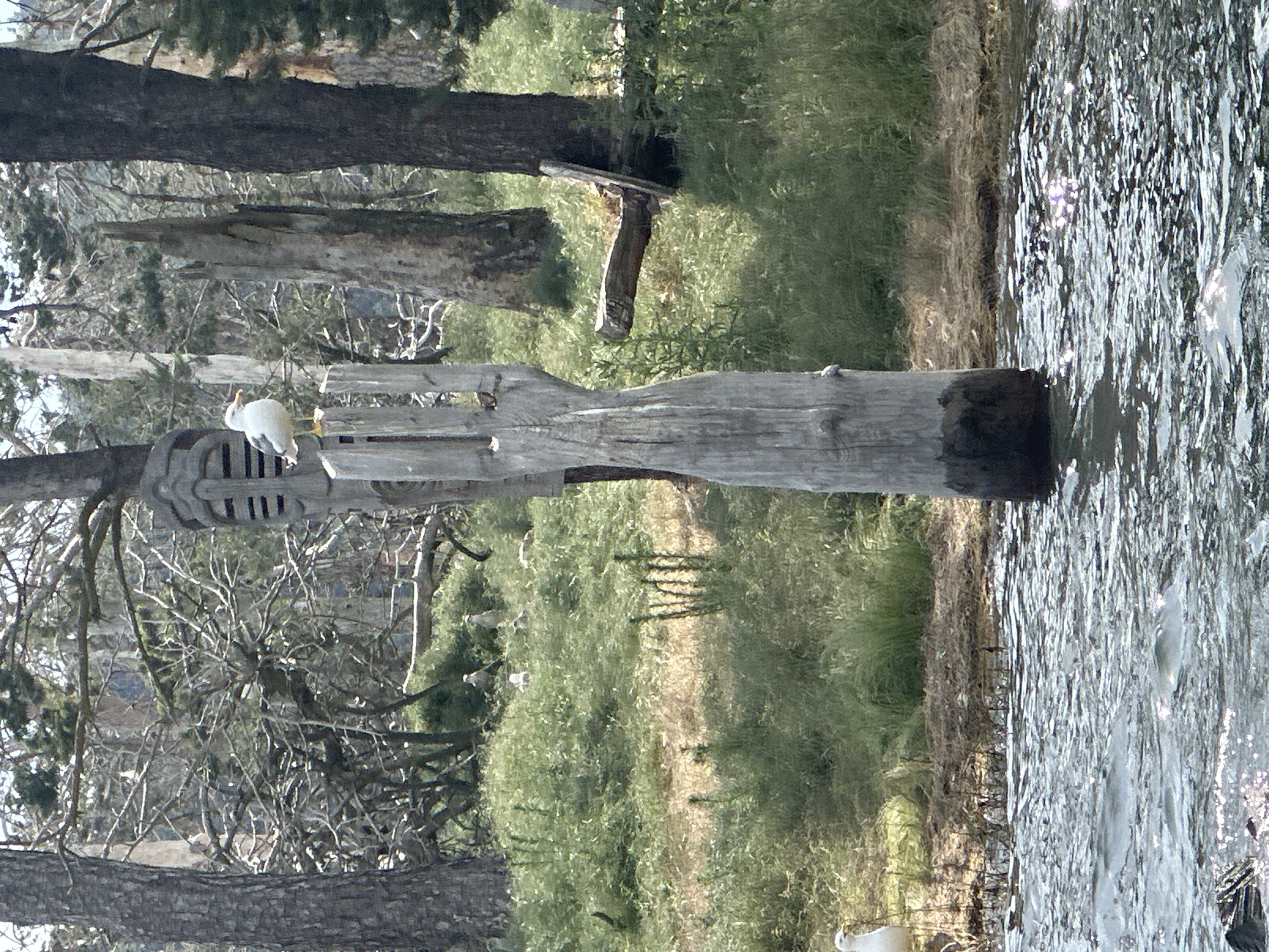 The image depicts a natural outdoor scene near the city of Tsigov chark, Bulgaria, featuring a body of water in the foreground and a wooded area in the background. A large, weathered wooden post stands prominently in the center of the image, with a seagull perched on its top. The post appears to be part of a larger structure, possibly a fence or a decorative element. Several other seagulls are visible in the background, scattered amongst the vegetation and on the shoreline. The environment is characterized by lush green grass, trees with bare branches, and sunlight reflecting off the water's surface. The overall impression is one of a serene natural landscape with avian inhabitants.